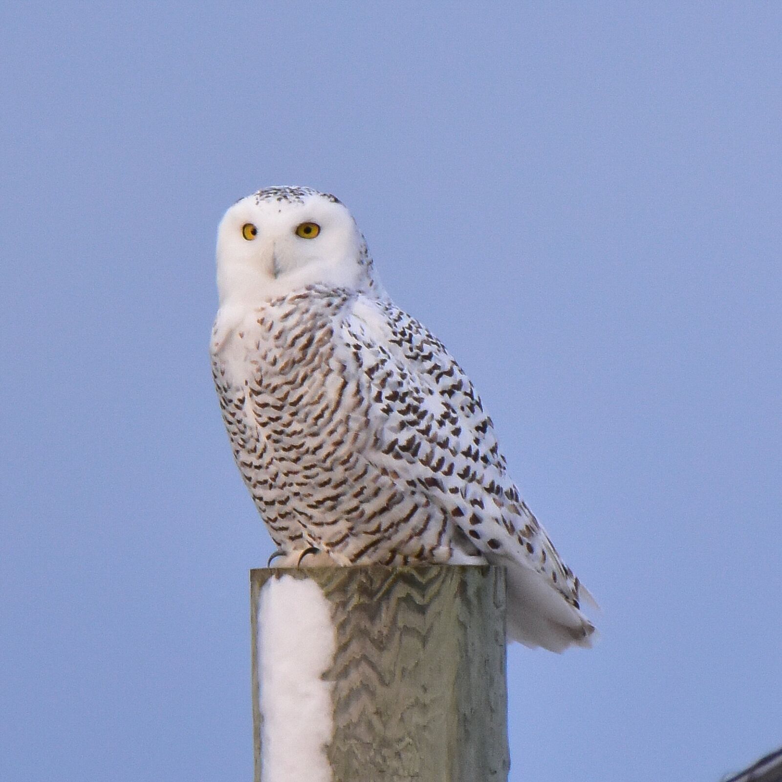 Nikon D3400 sample photo. Bird, birds, snowy owl photography