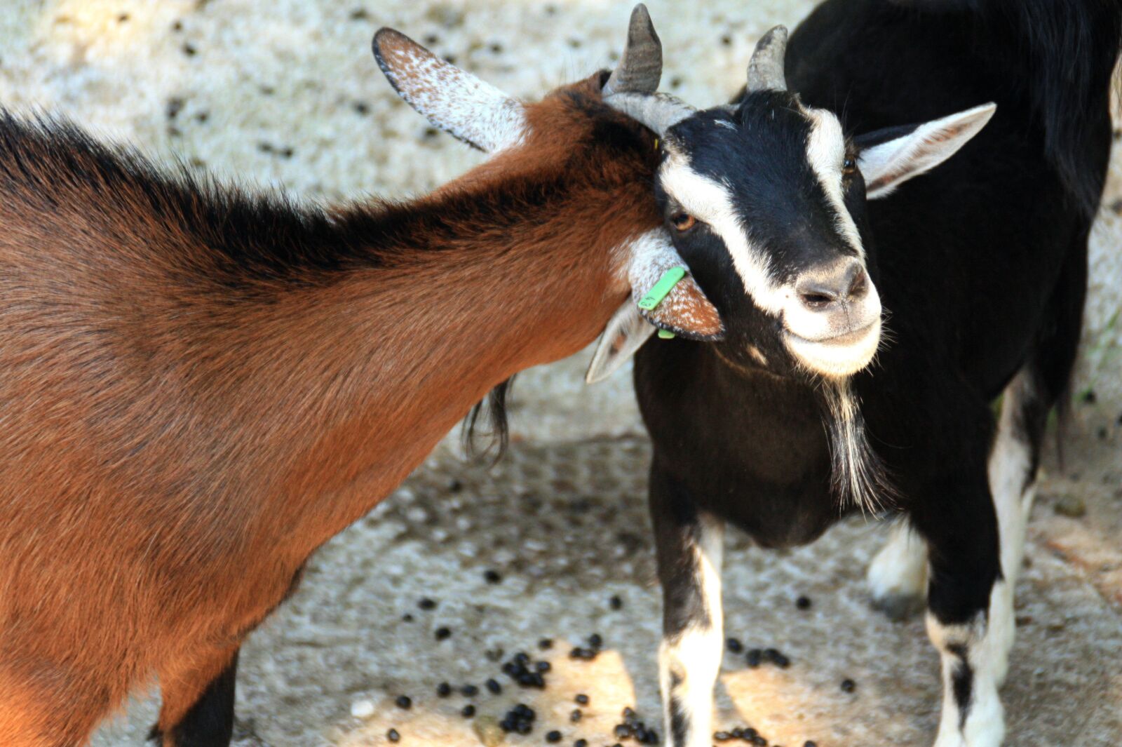 Canon EOS 450D (EOS Rebel XSi / EOS Kiss X2) sample photo. Goat, horns, domestic goat photography