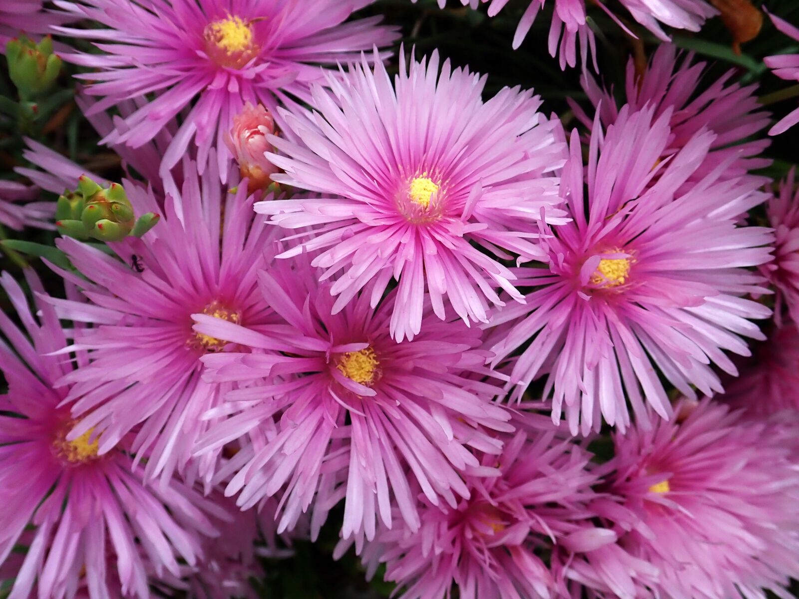 Olympus TG-5 sample photo. Flower, pink, succulent photography