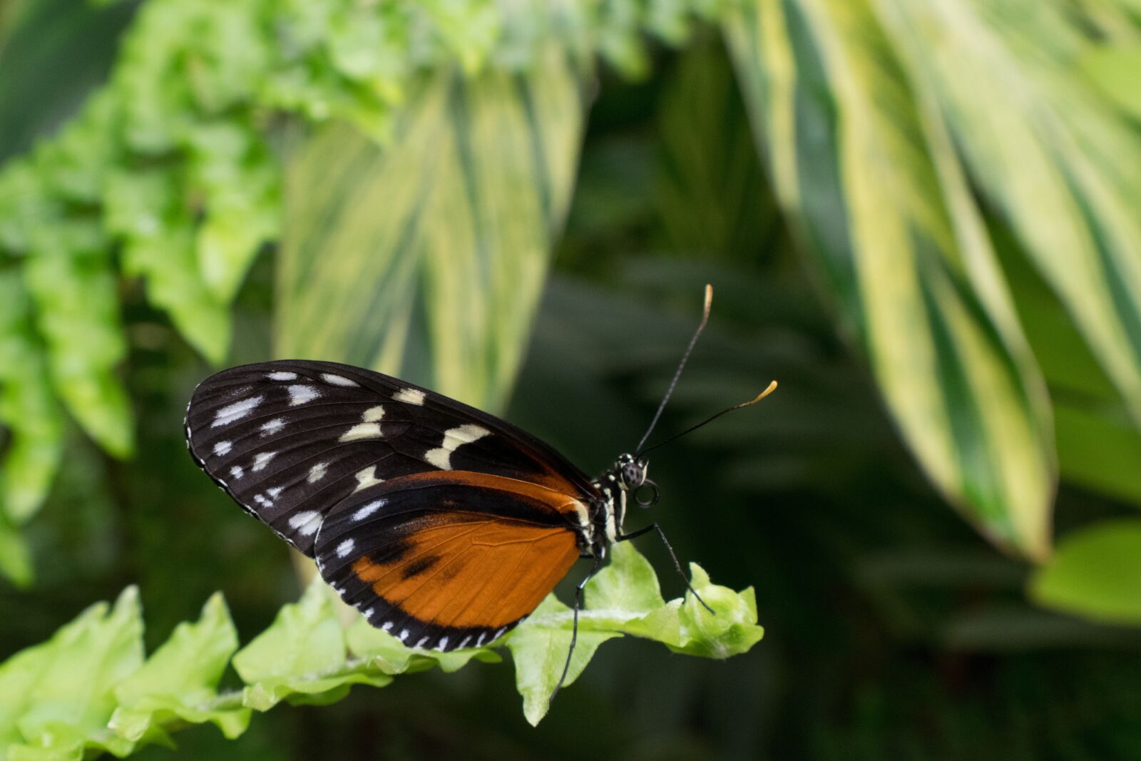 Nikon D5300 sample photo. Butterfly, macro, insect photography