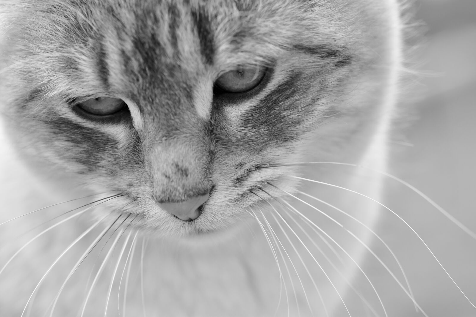 Nikon D5600 sample photo. Cat, feline, animal photography