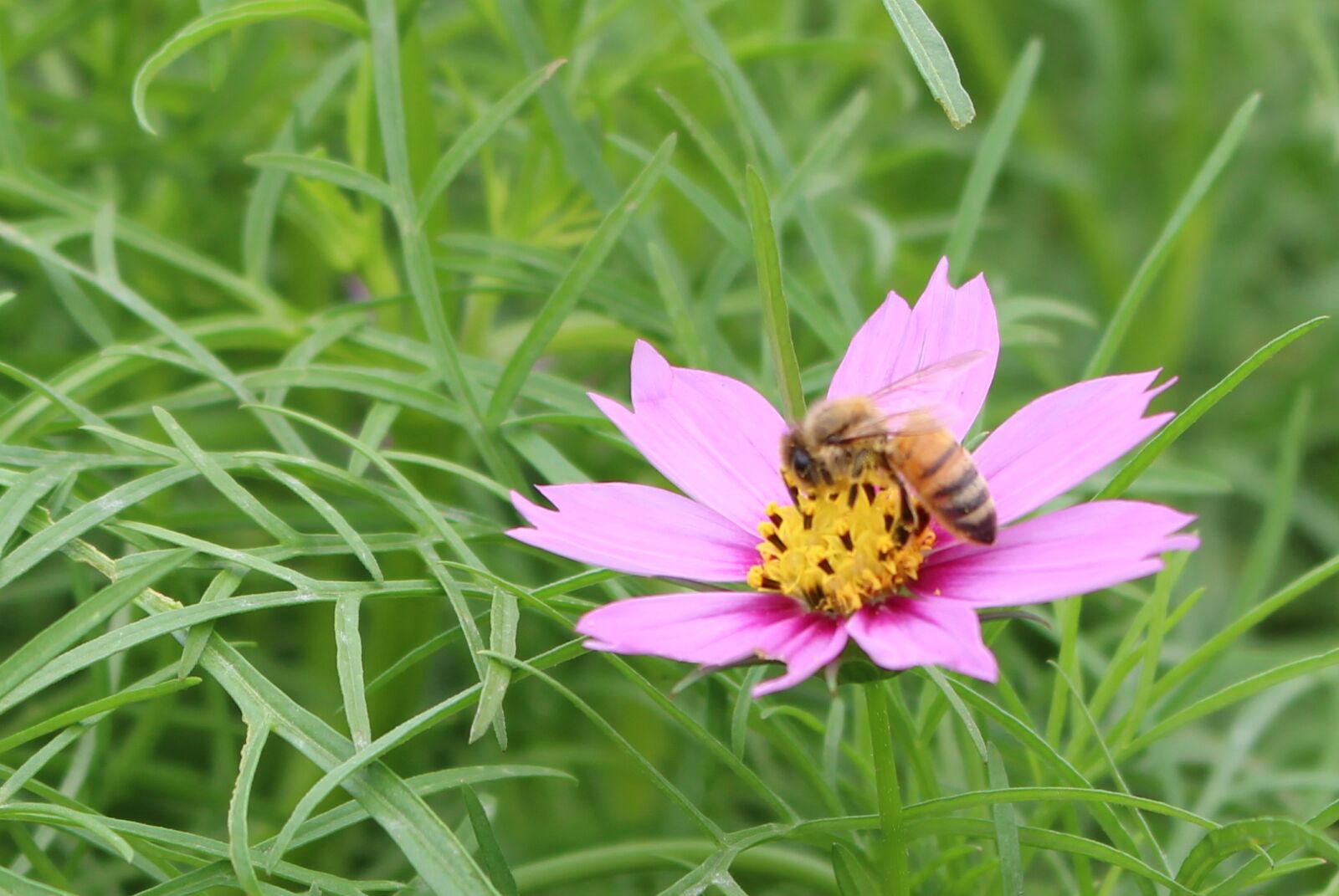 Canon EOS 100D (EOS Rebel SL1 / EOS Kiss X7) sample photo. Gesanghua, flowers, views photography