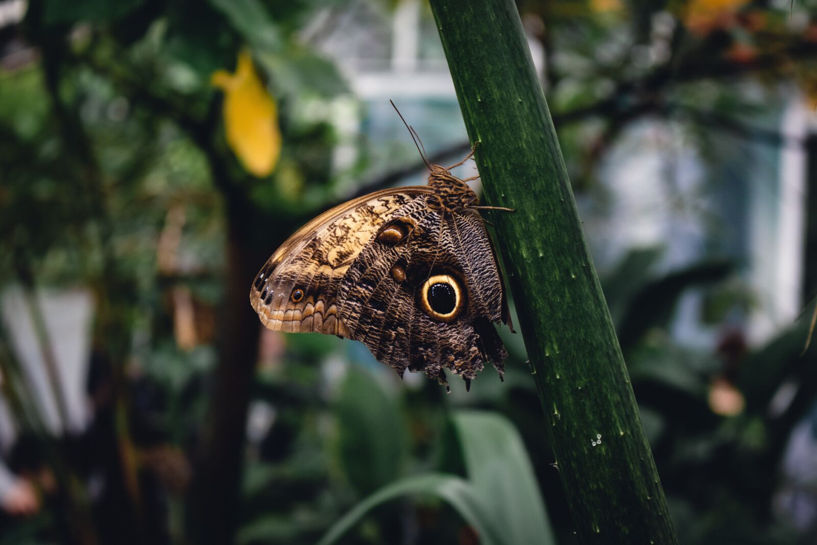 Canon EOS 750D (EOS Rebel T6i / EOS Kiss X8i) sample photo. Brown, butterfly, nature photography