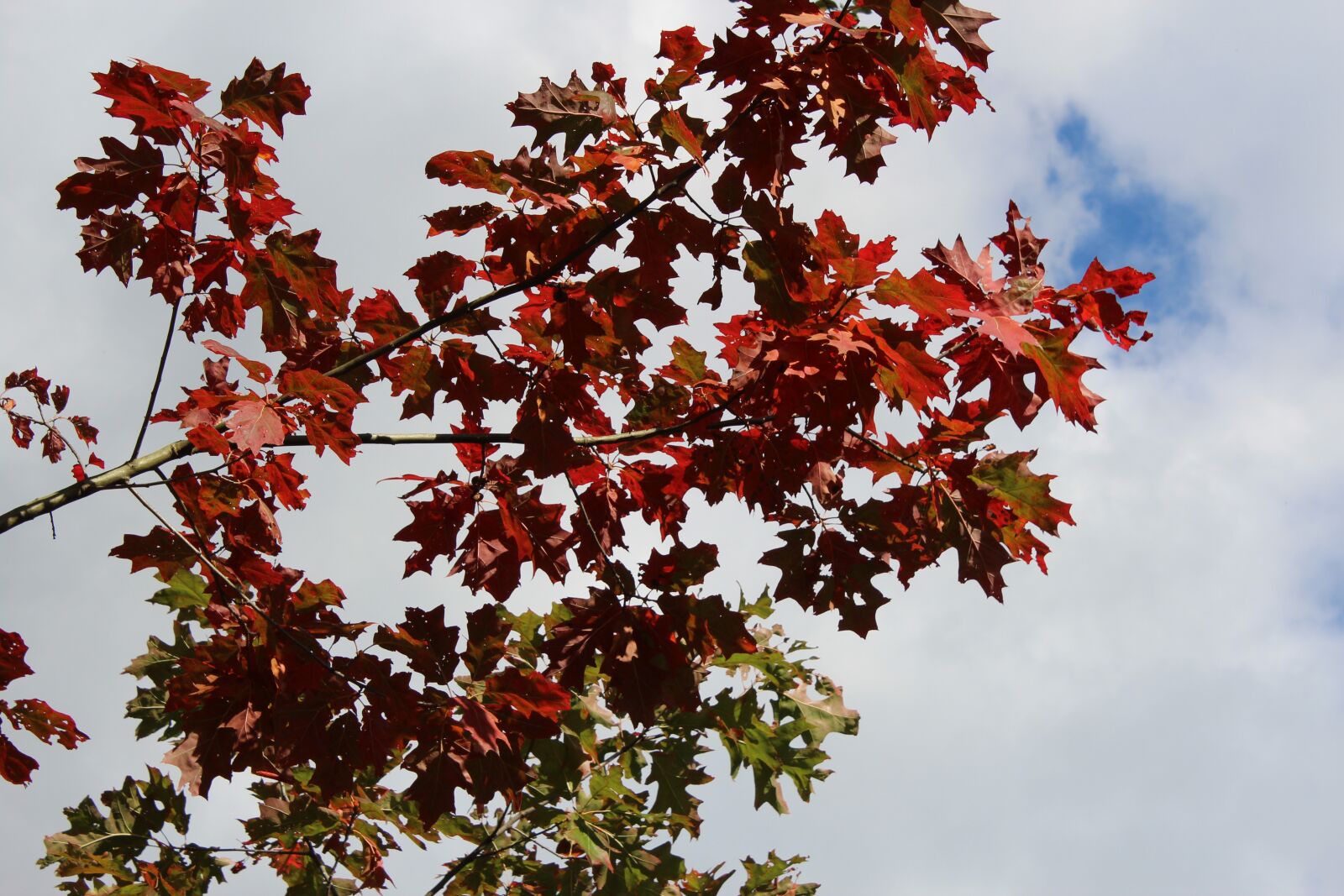 Canon EOS 600D (Rebel EOS T3i / EOS Kiss X5) sample photo. Nature, tree top, red photography