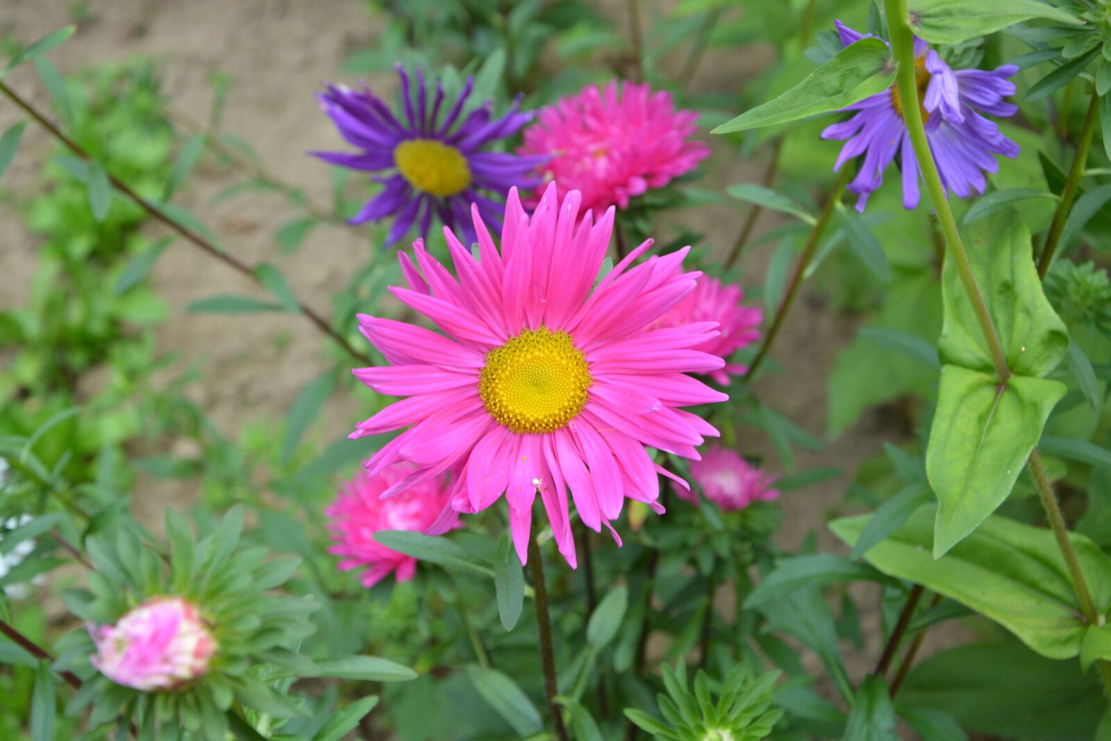 Nikon D5200 sample photo. Flowers, daisies, pink photography