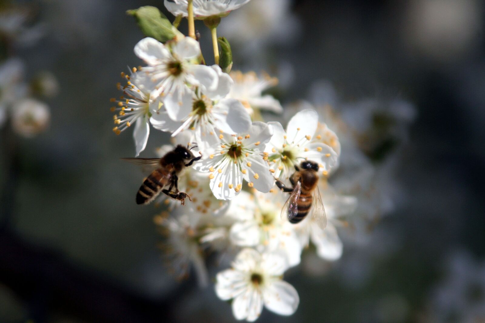 Canon EOS 350D (EOS Digital Rebel XT / EOS Kiss Digital N) sample photo. Bees, foraging, nature photography