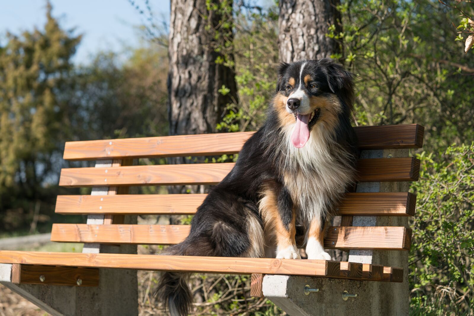 Sony a7R II + Sony FE 90mm F2.8 Macro G OSS sample photo. Dog, happy, wait photography