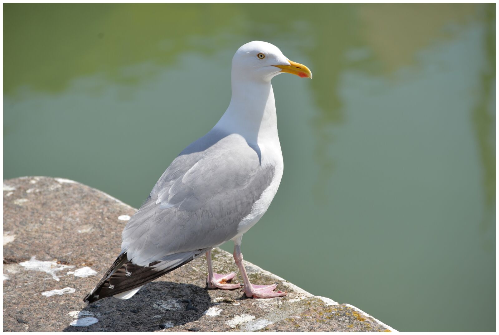 Nikon D610 sample photo. Port, volatile, seagull photography
