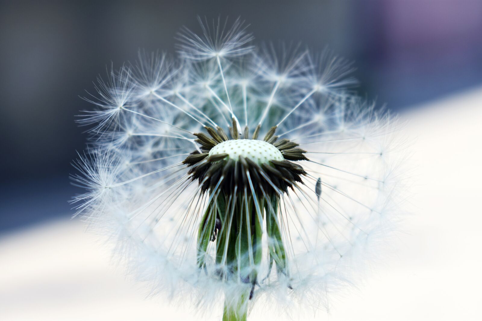 Nikon D3400 sample photo. Dandelion, nature, plant photography