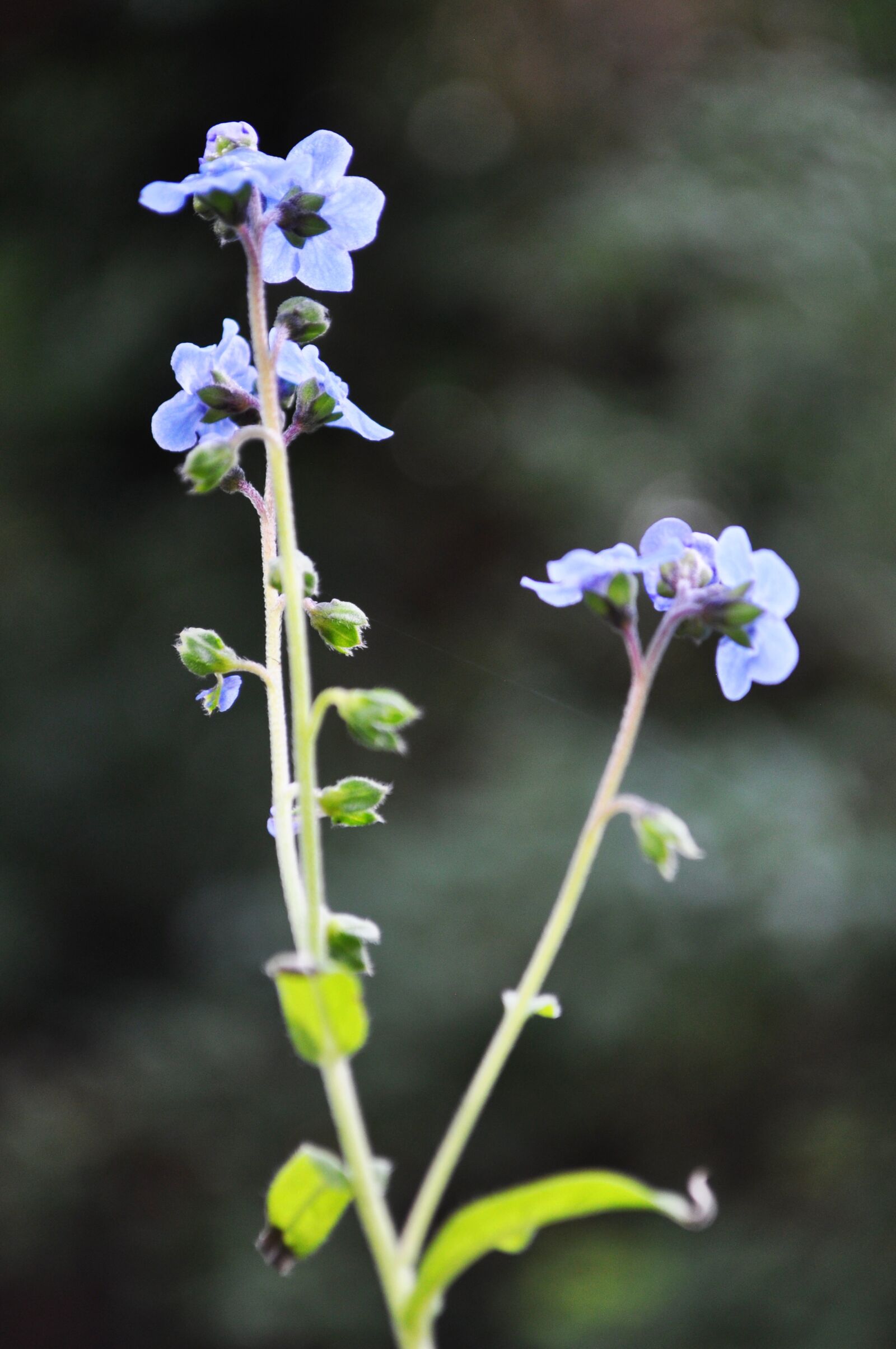 Nikon D5000 sample photo. Small, blue, flower photography