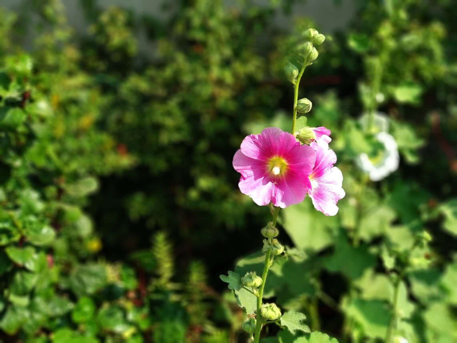 Xiaomi Mi A1 sample photo. Nature, flora, flower photography