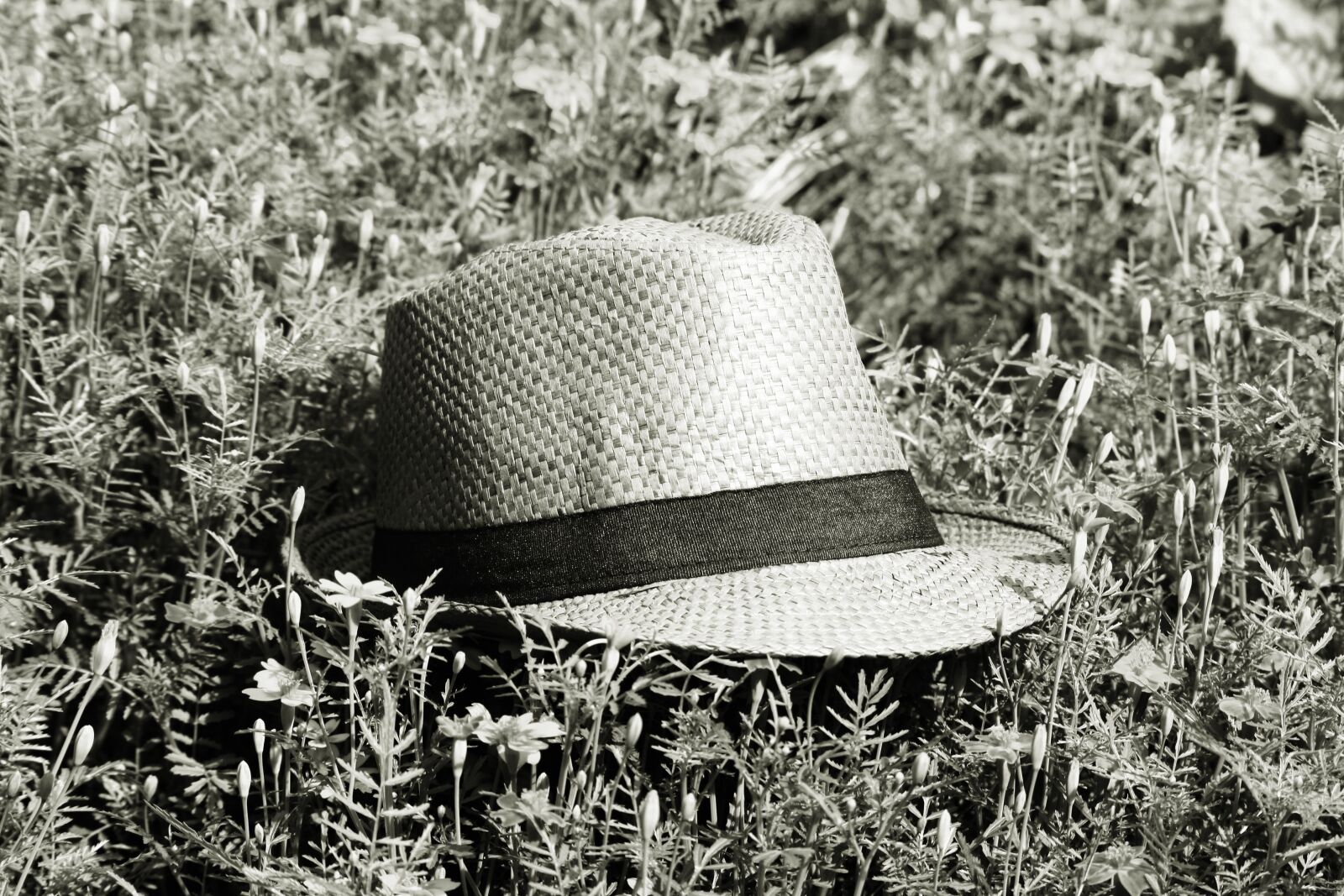 Canon EOS 1000D (EOS Digital Rebel XS / EOS Kiss F) sample photo. Straw hat, summer meadow photography