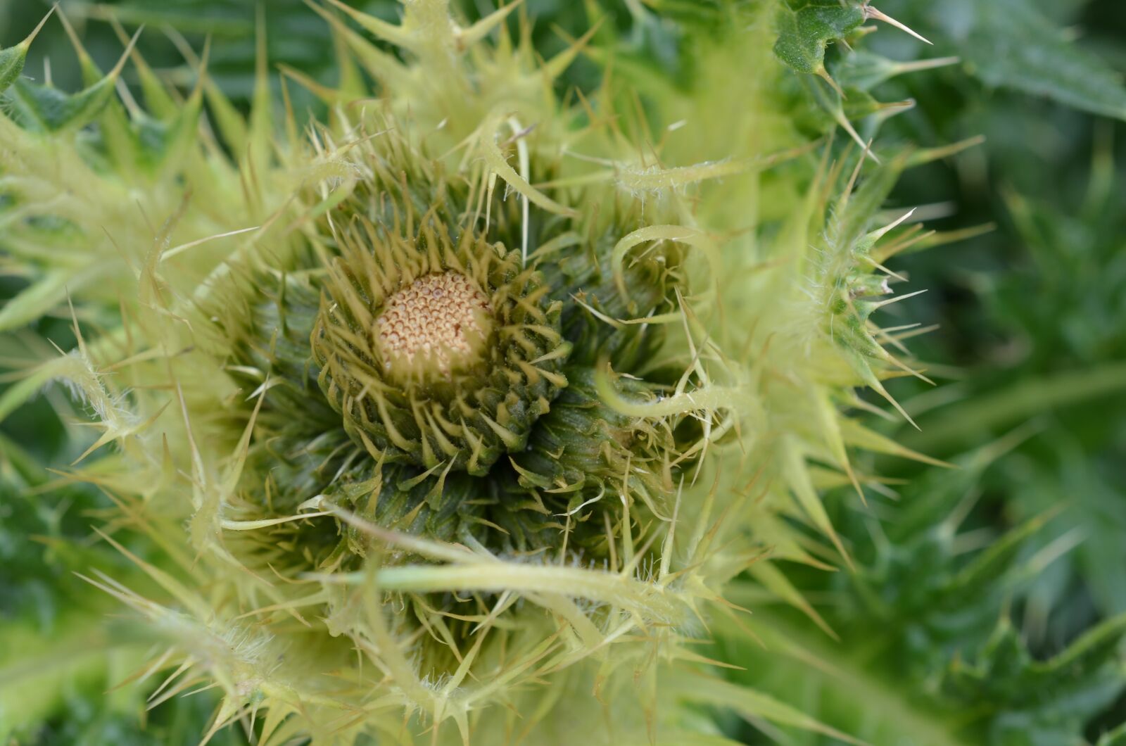 Nikon D5100 sample photo. Thistle, flower, sting photography