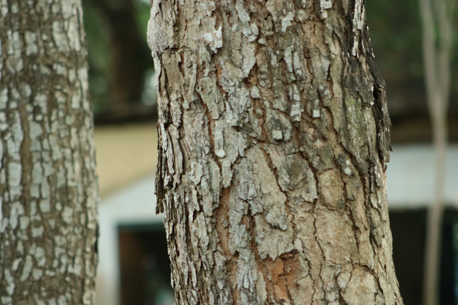 Canon EF75-300mm f/4-5.6 sample photo. Nature, tree, wood photography