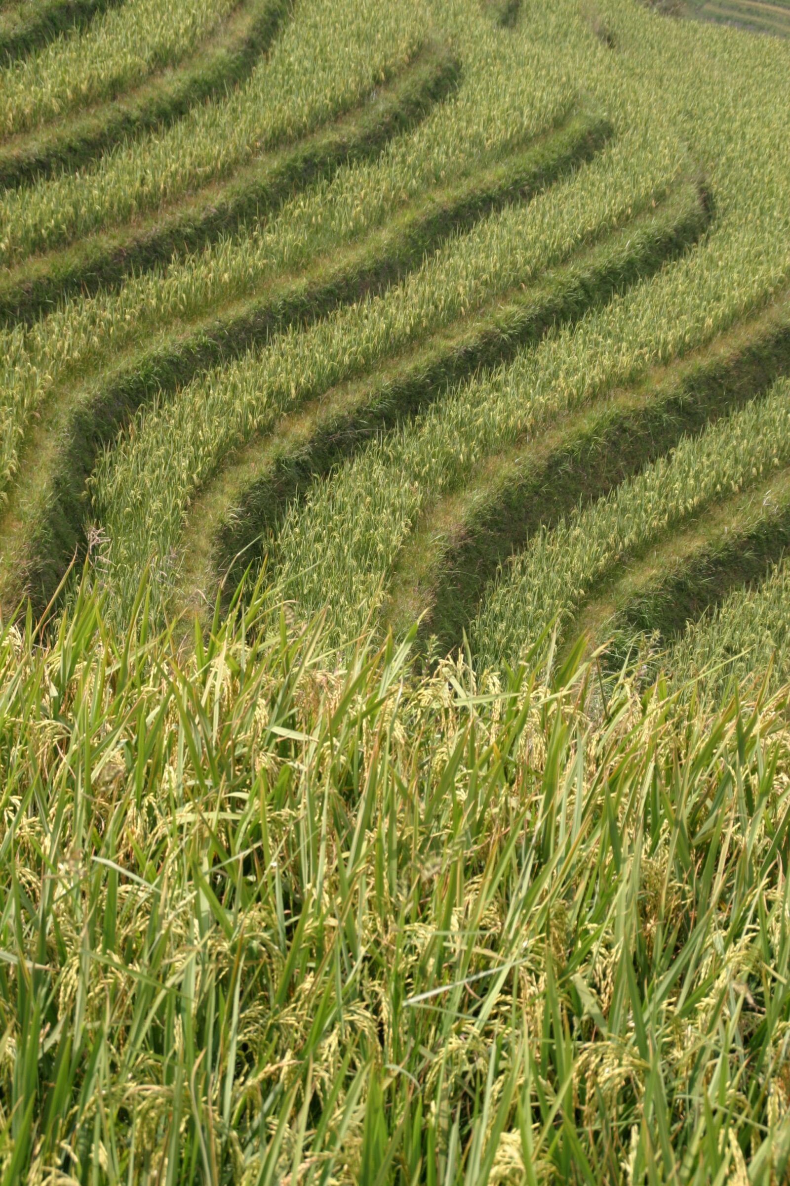 Canon EOS 10D sample photo. Rice, plantation, rice plantations photography