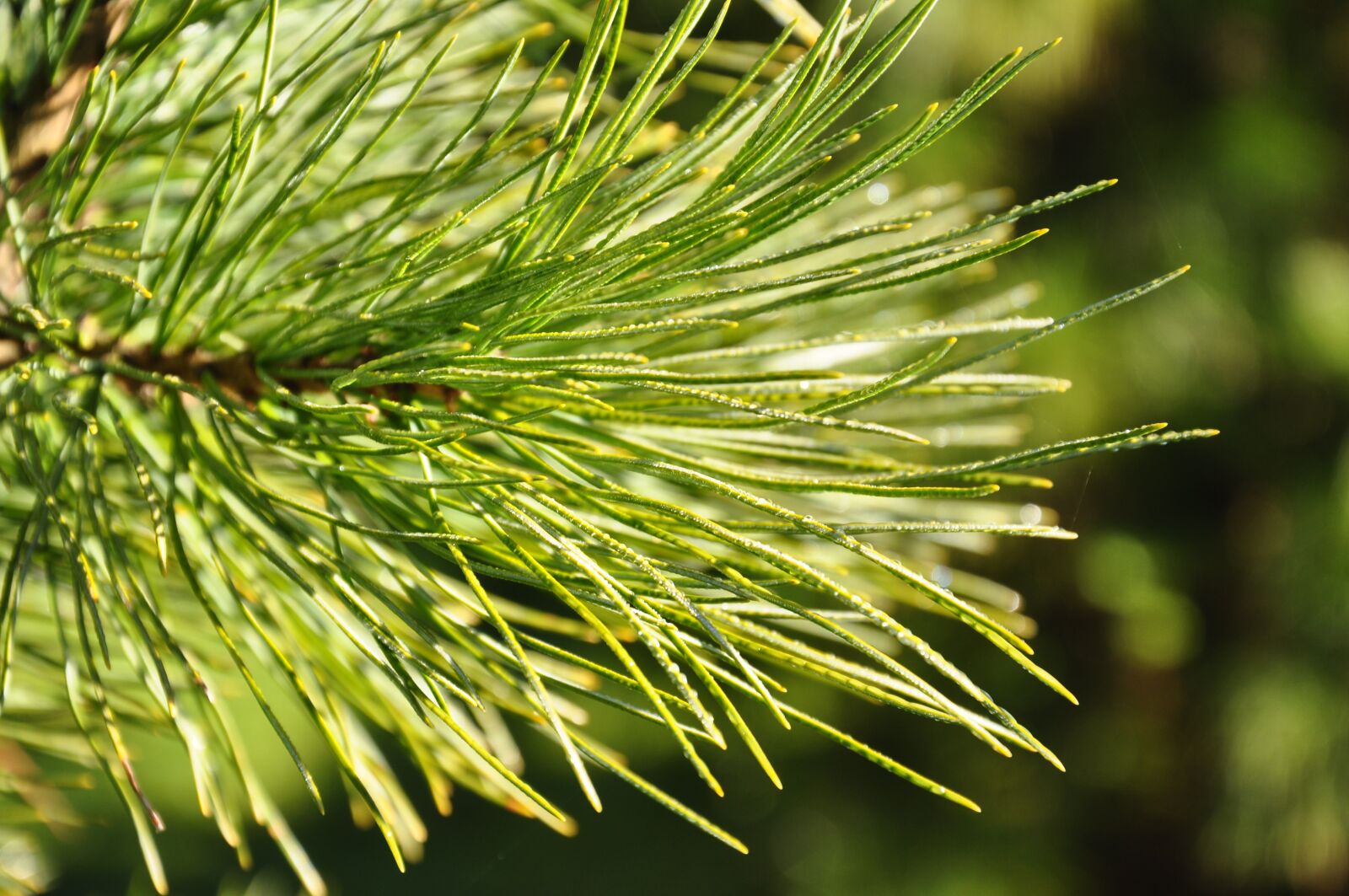 Nikon D90 sample photo. Needles, pine, forest photography