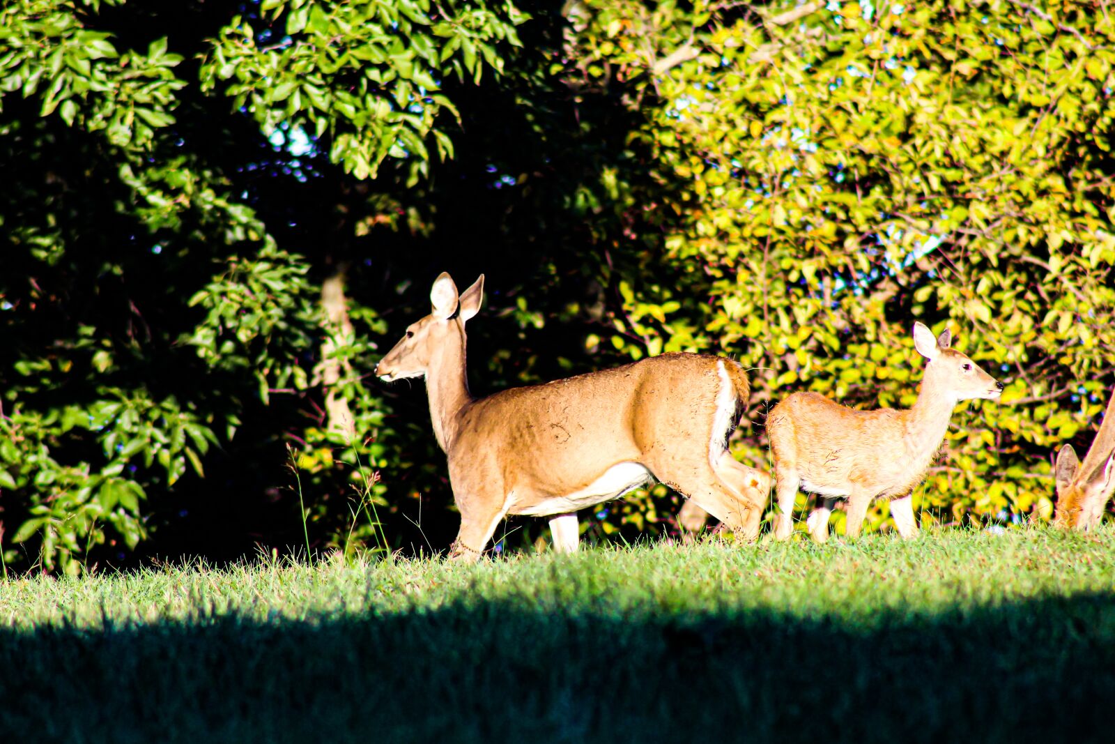 Canon EOS 4000D (EOS Rebel T100 / EOS 3000D) sample photo. Deer, animal, wildlife photography