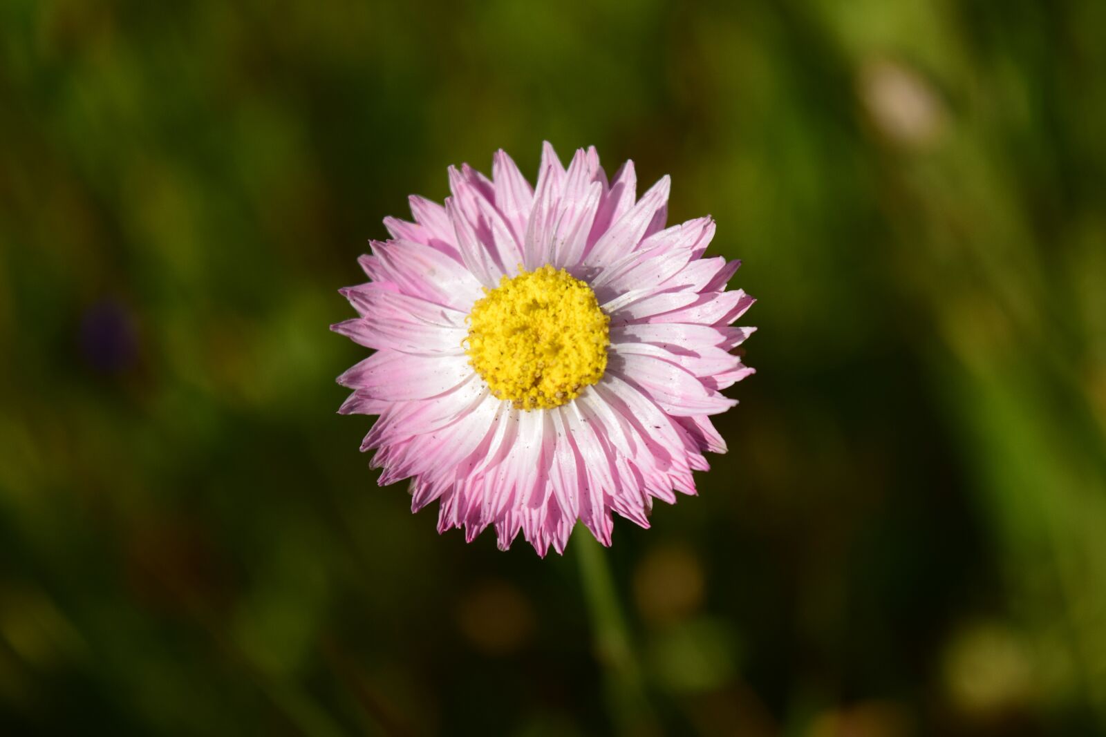 Nikon D3300 sample photo. Daisy, close up, pointed photography