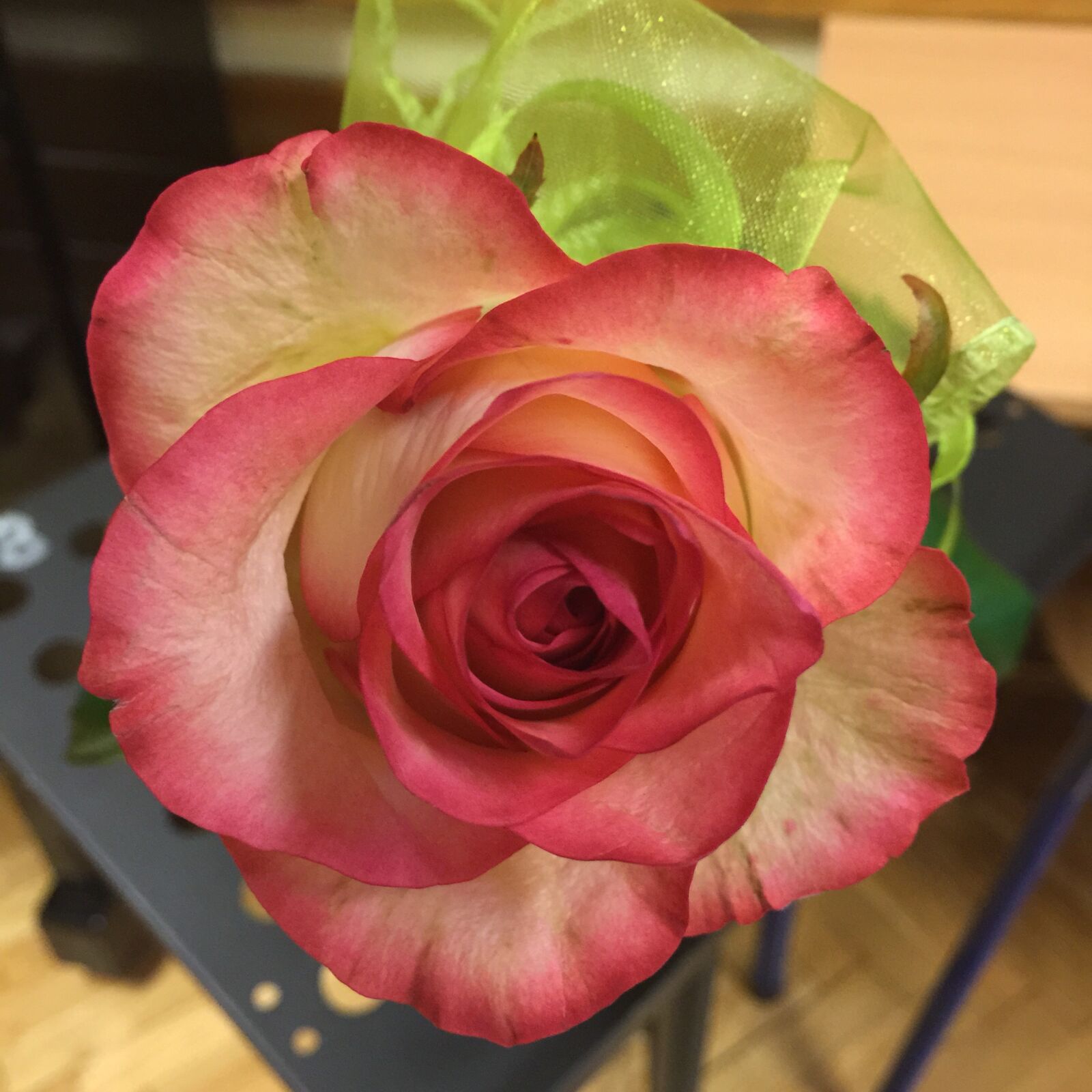 iPhone 6 Plus back camera 4.15mm f/2.2 sample photo. Rose, flower, red flower photography