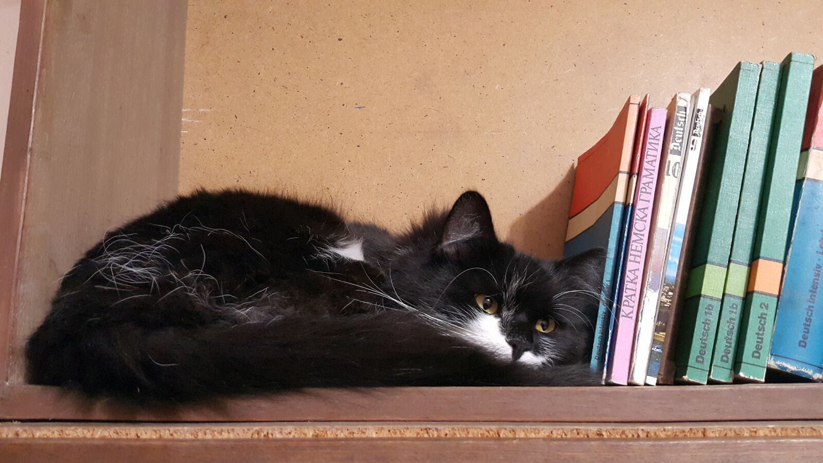 Samsung Galaxy Note4 sample photo. Cat, book, sleep photography