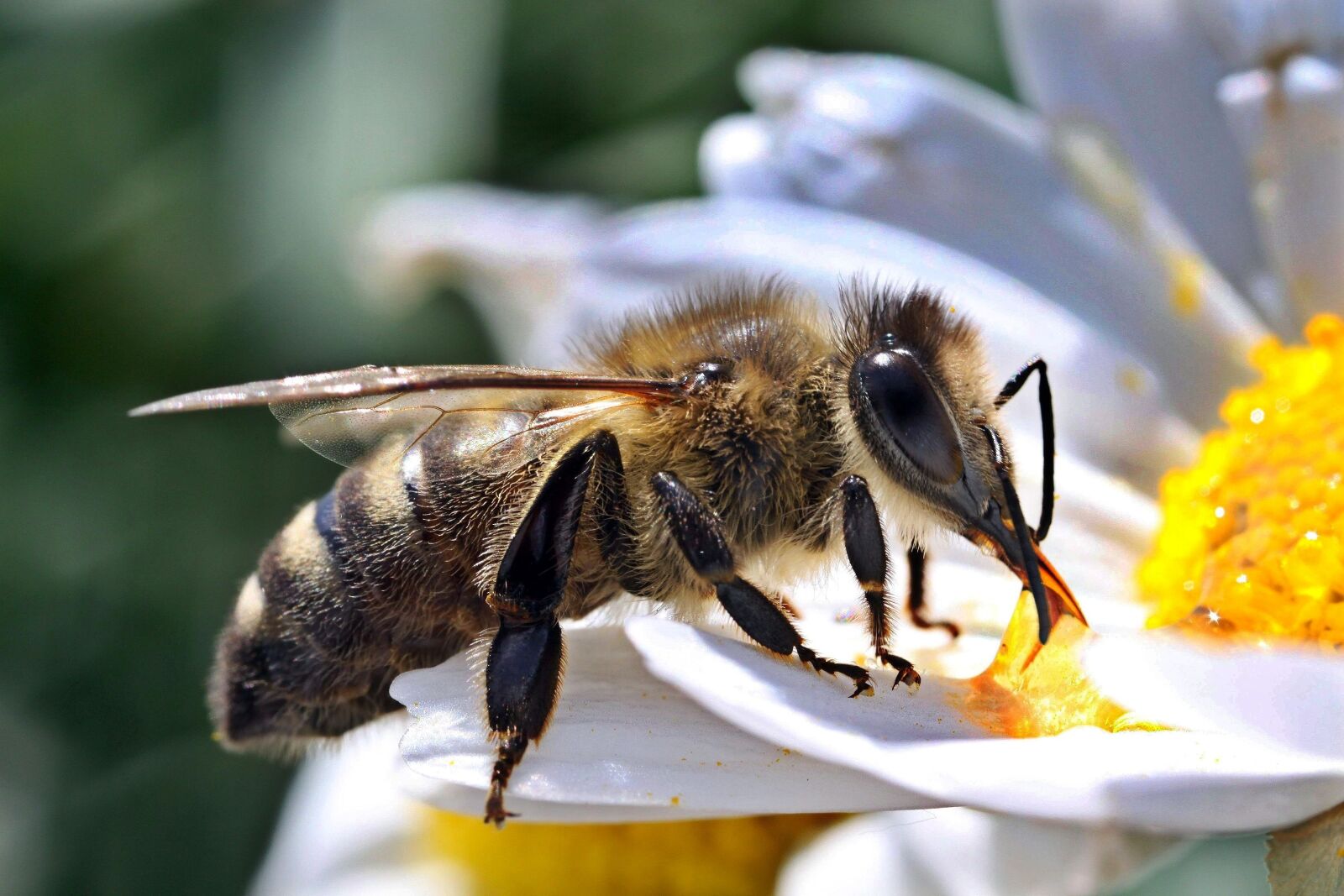 Canon EOS 50D sample photo. Bee, macro, close up photography