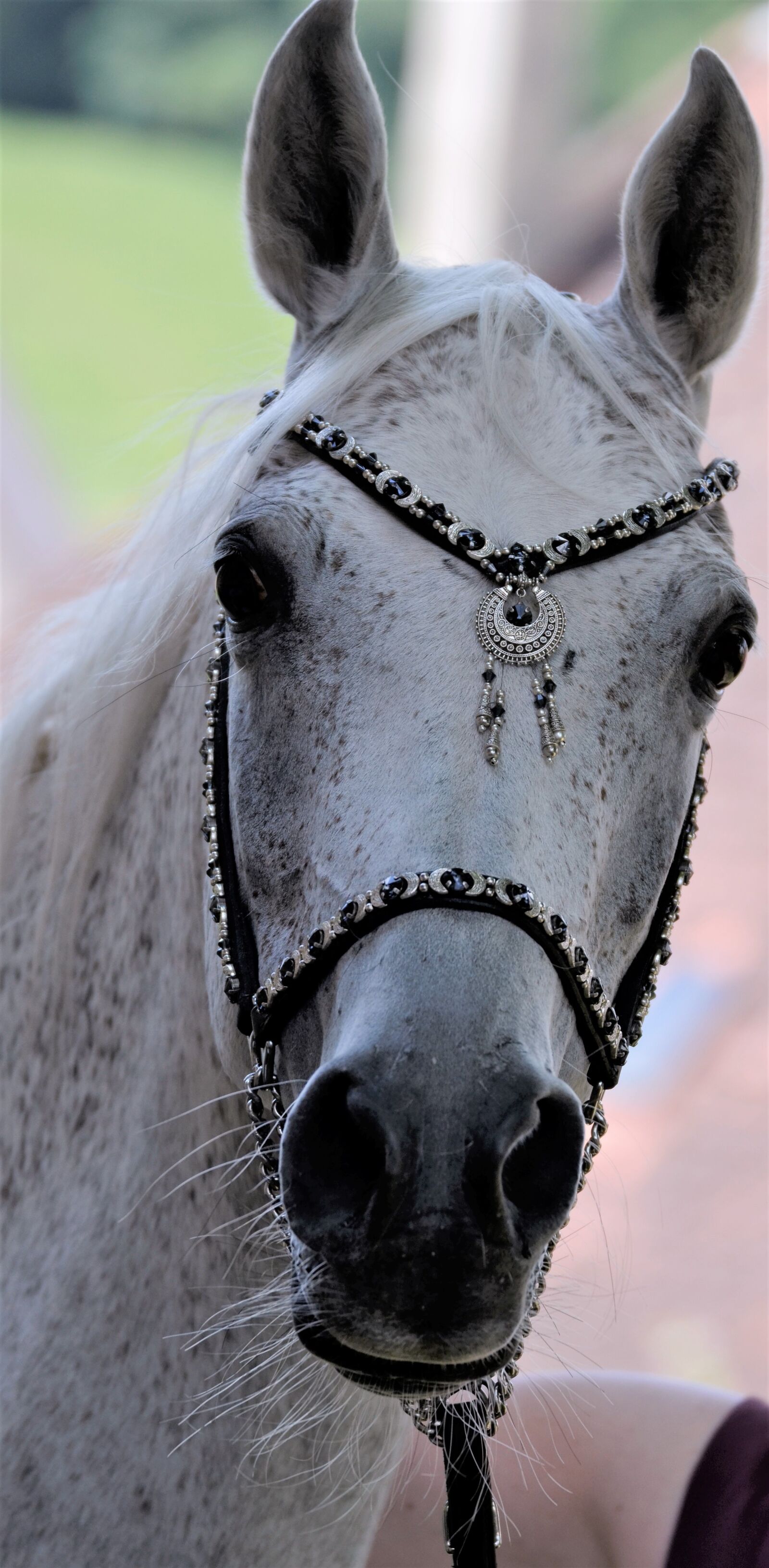 Nikon D5100 sample photo. Main and state stud photography
