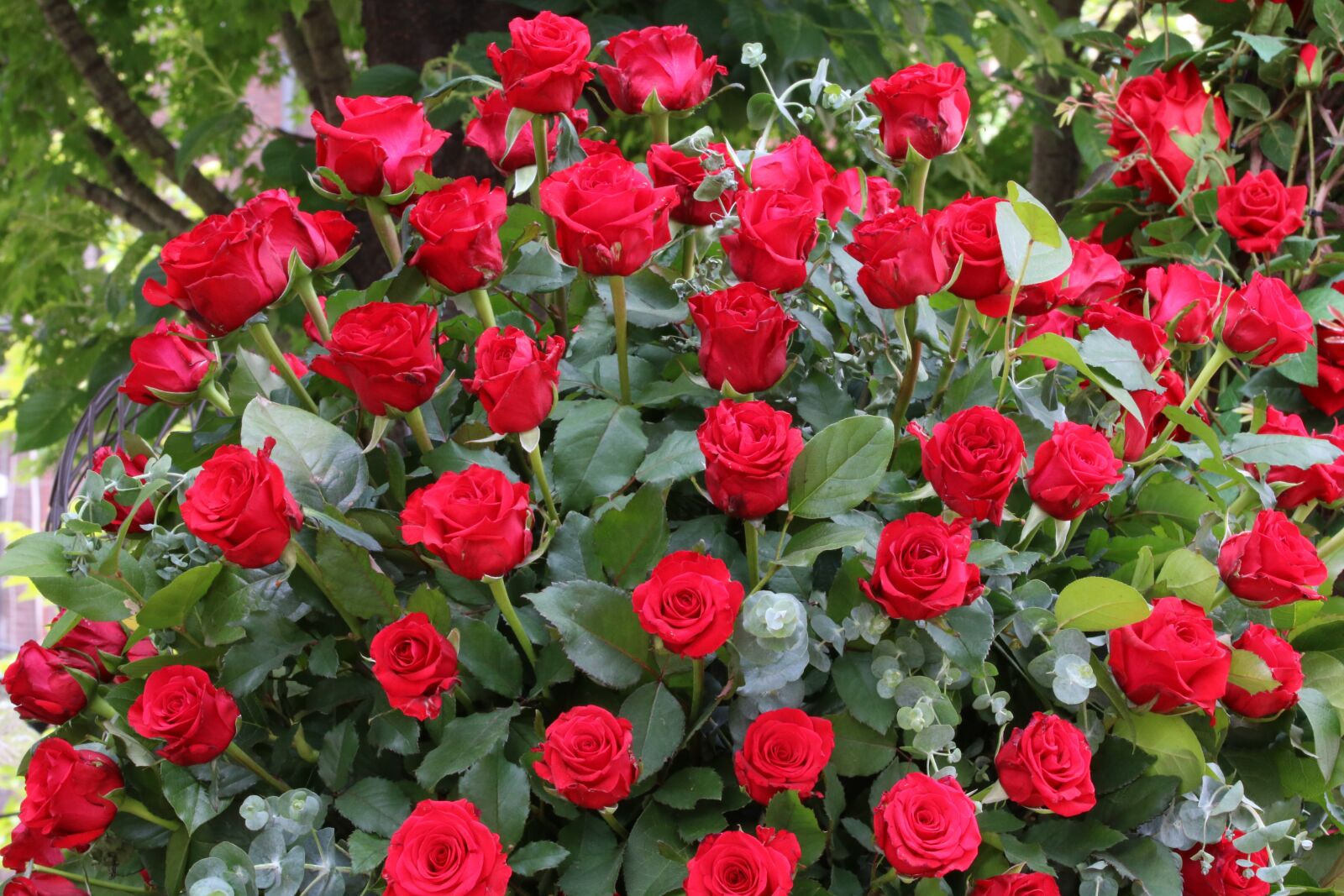 Canon EOS 750D (EOS Rebel T6i / EOS Kiss X8i) sample photo. Rose, rose festival, nature photography