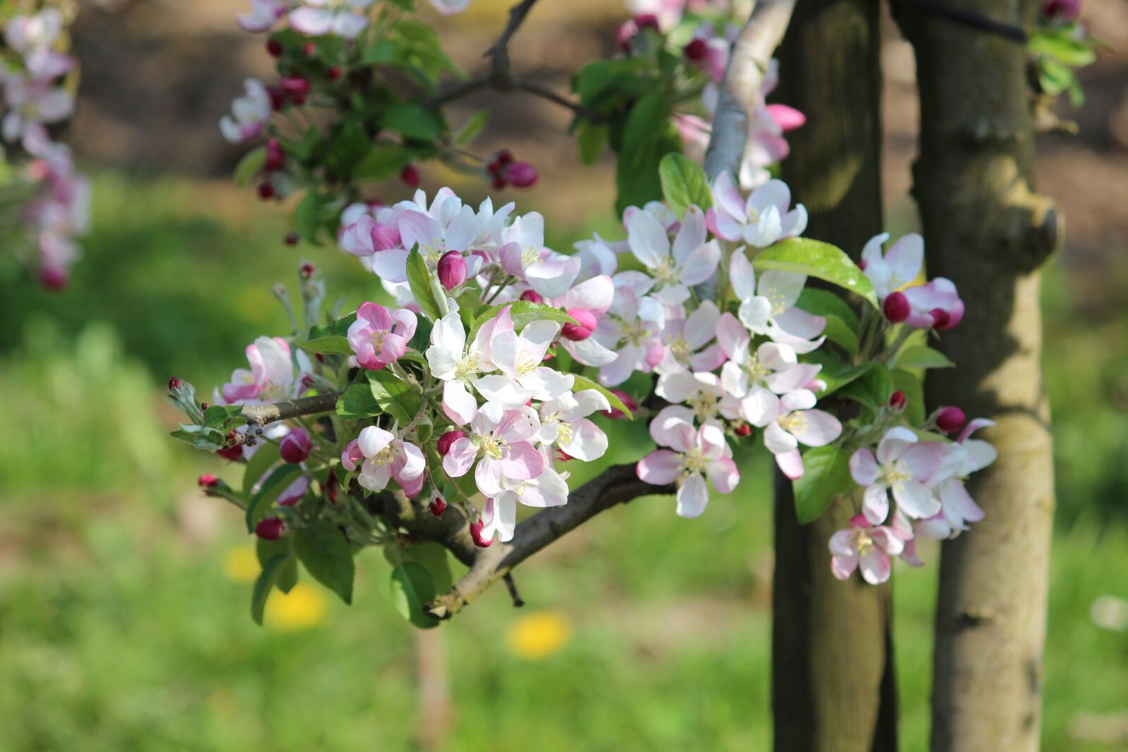 Canon EOS 600D (Rebel EOS T3i / EOS Kiss X5) sample photo. Apple, blossom, bloom photography