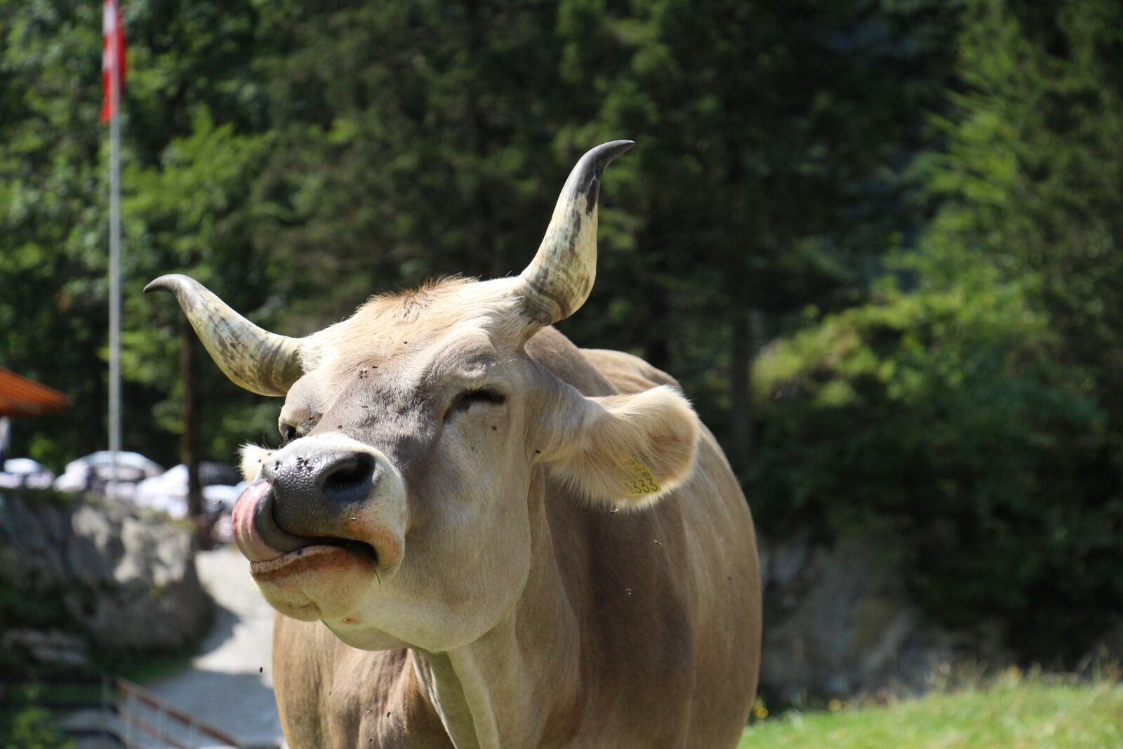 Canon EOS 700D (EOS Rebel T5i / EOS Kiss X7i) sample photo. Nature, animal, grass photography