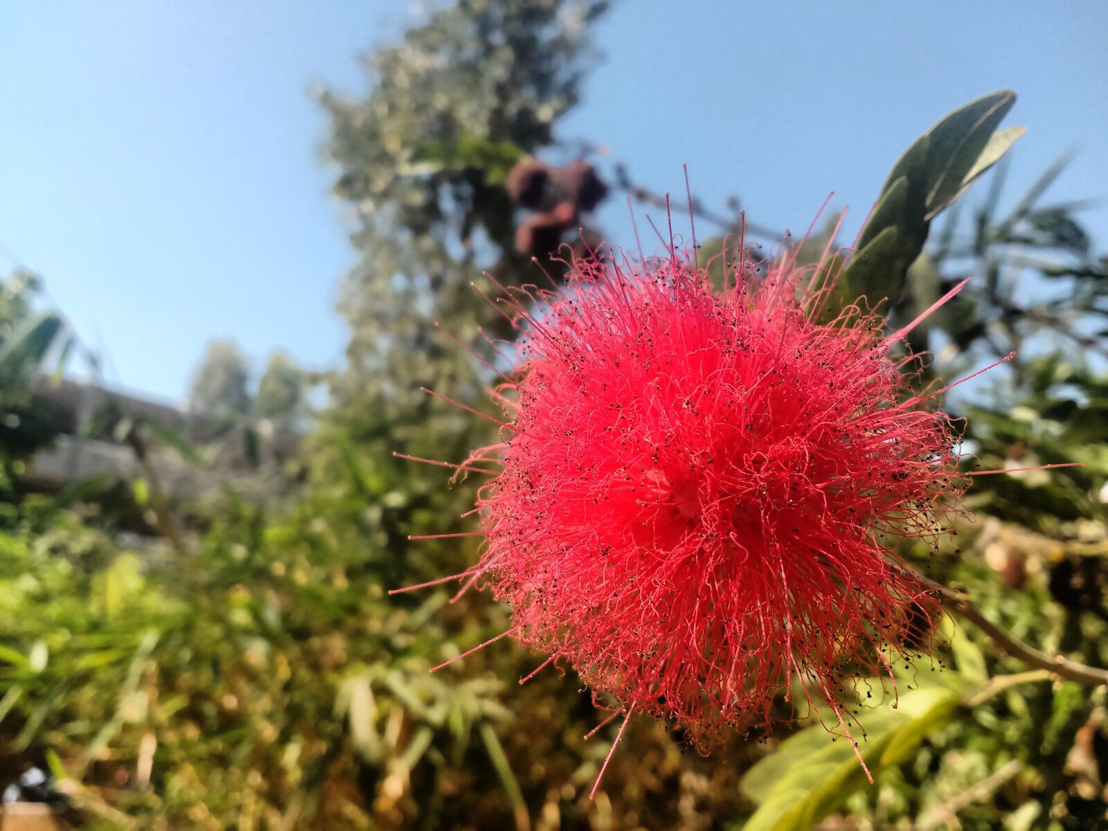 Motorola MotoG3 sample photo. Flower, red, sunny, nature photography