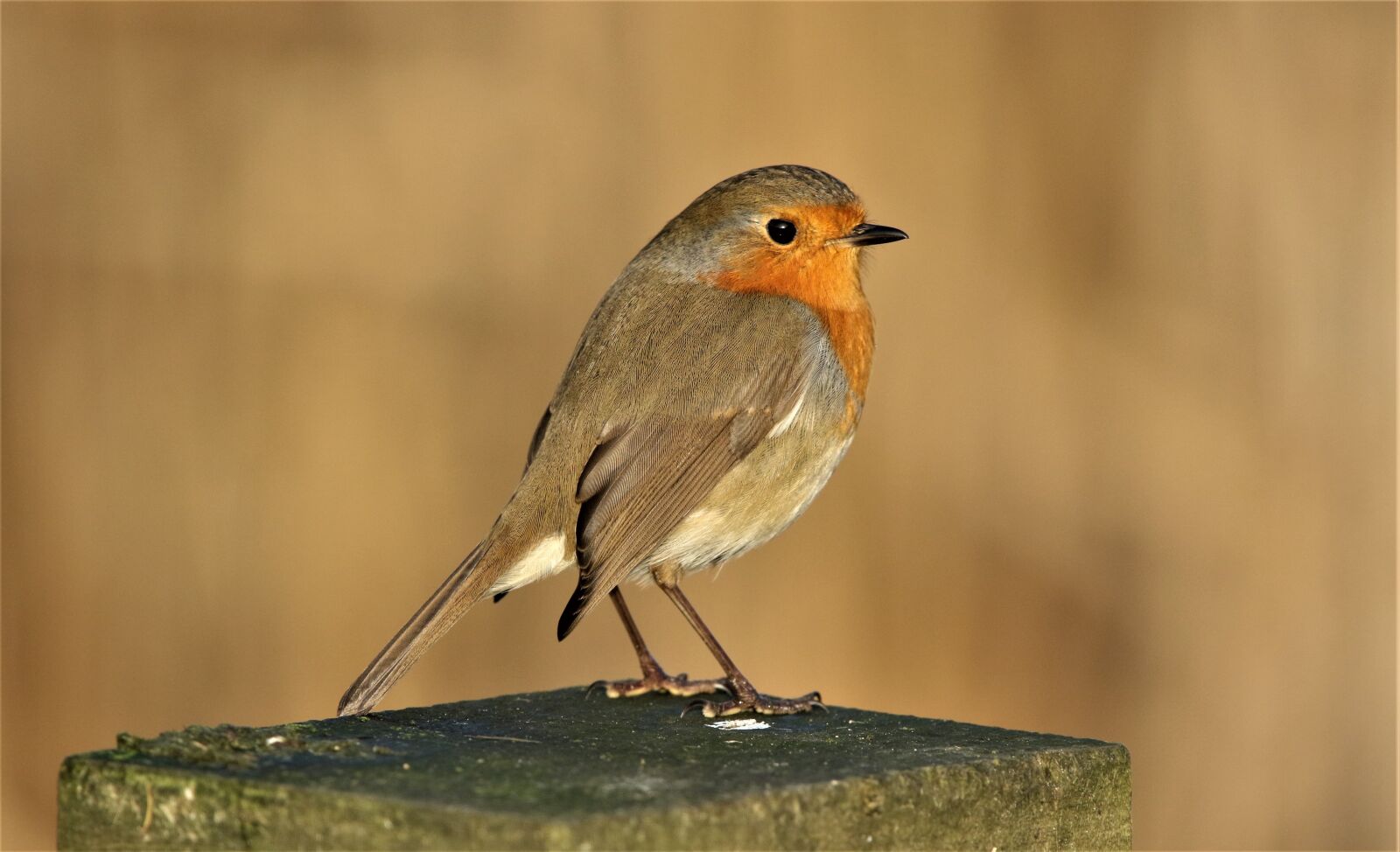150-600mm F5-6.3 DG OS HSM | Contemporary 015 sample photo. Robin, robin redbreast, close photography
