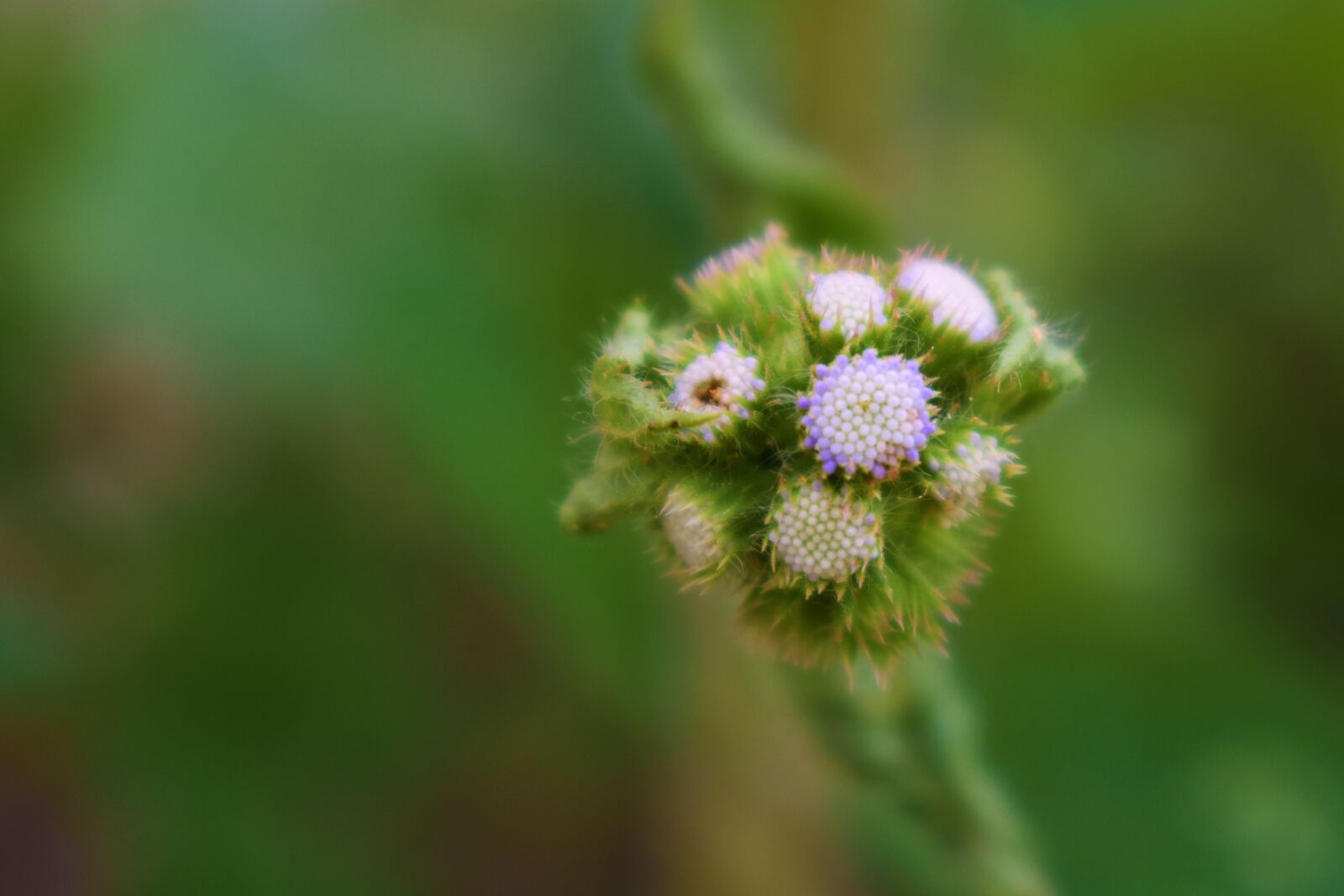 Nikon D3400 sample photo. Nature, flowers, bouquet photography