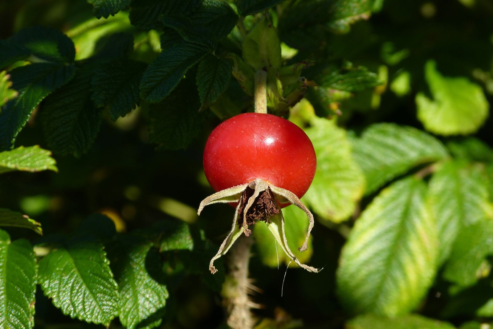 Panasonic Lumix DMC-FZ150 sample photo. Medicinal plant, rose hip photography