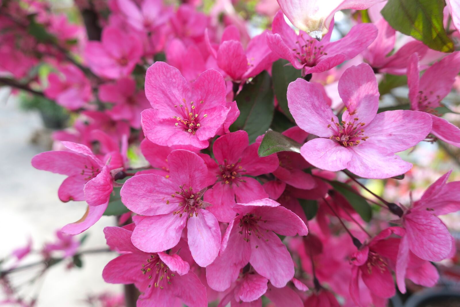Canon PowerShot G9 X sample photo. Blossom, pink, crabapple photography
