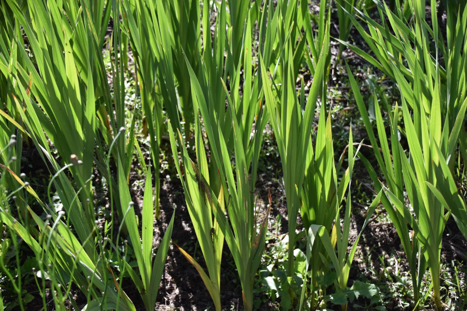 Nikon D5600 sample photo. Leaves of gladioli, leaves photography