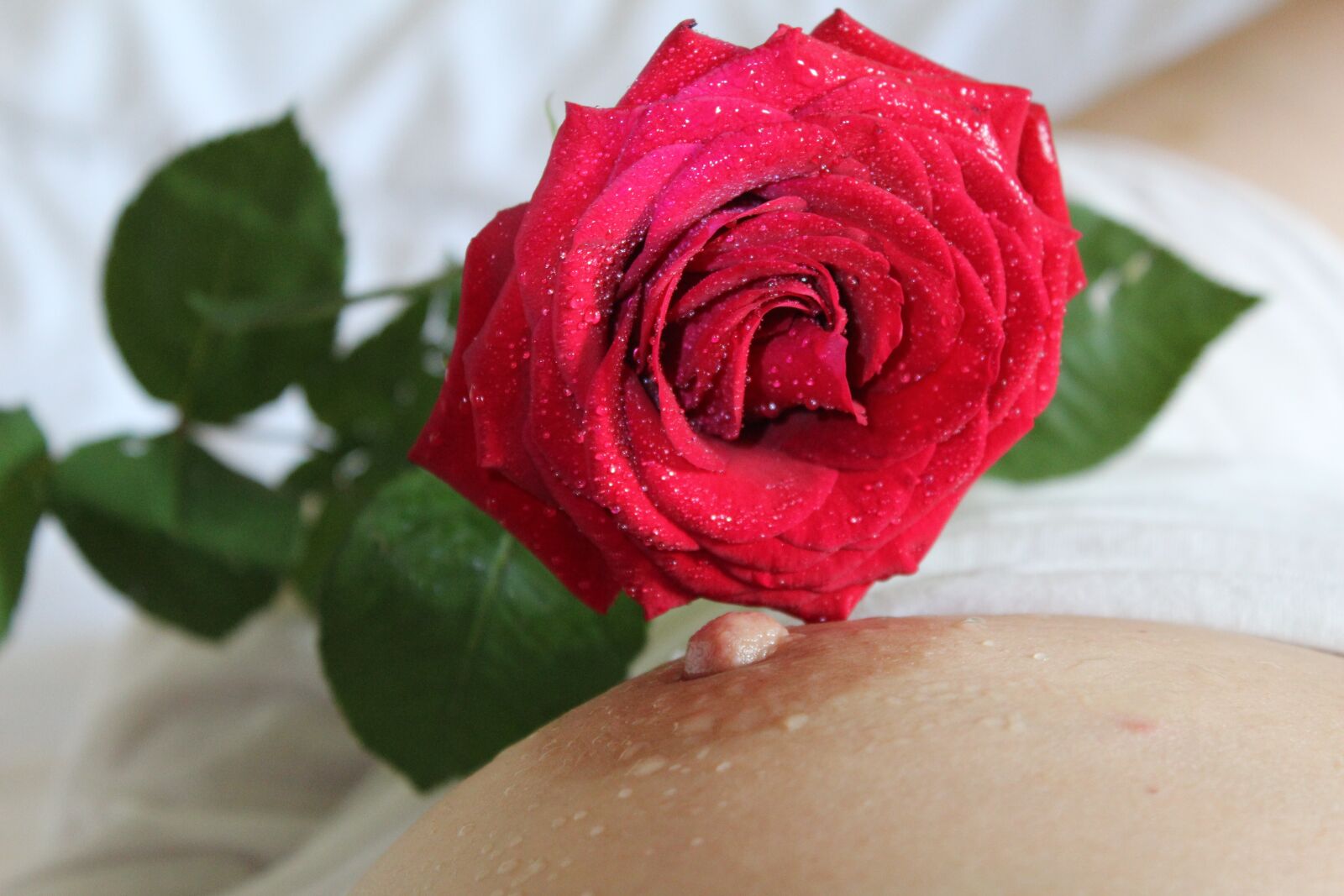 Canon EOS 600D (Rebel EOS T3i / EOS Kiss X5) sample photo. Nipple, breast, rose photography