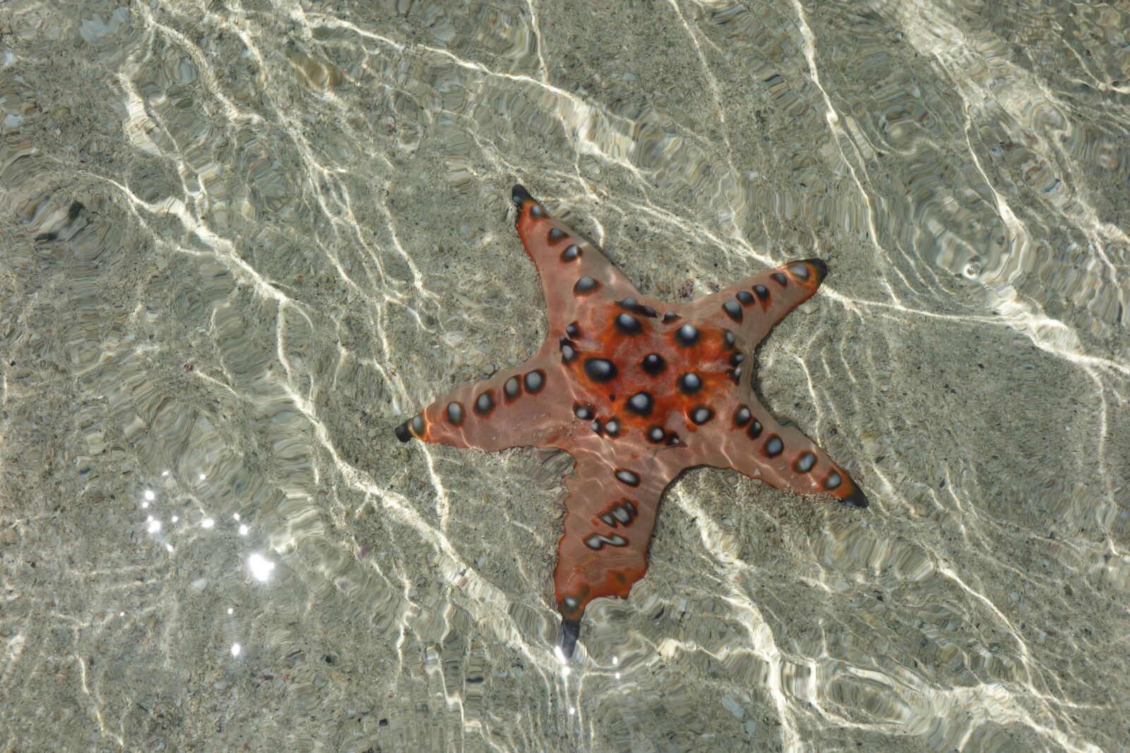 Sony Cyber-shot DSC-RX100 sample photo. Starfish, sea, diving photography
