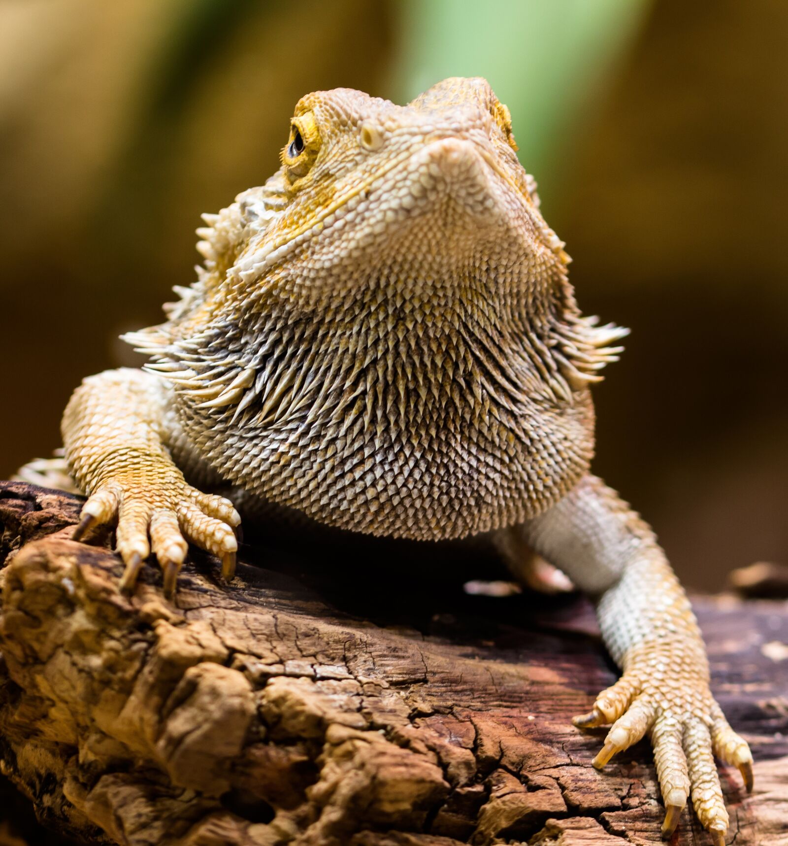 Canon EOS 70D sample photo. Lizard, agame, reptile photography