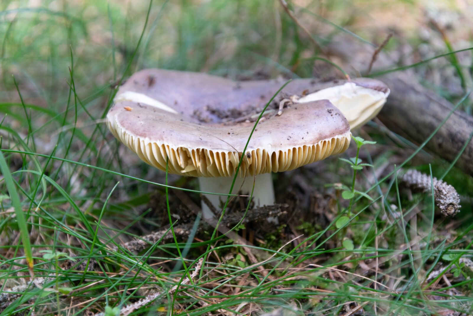 Nikon D3300 sample photo. Mushroom, forest, autumn photography