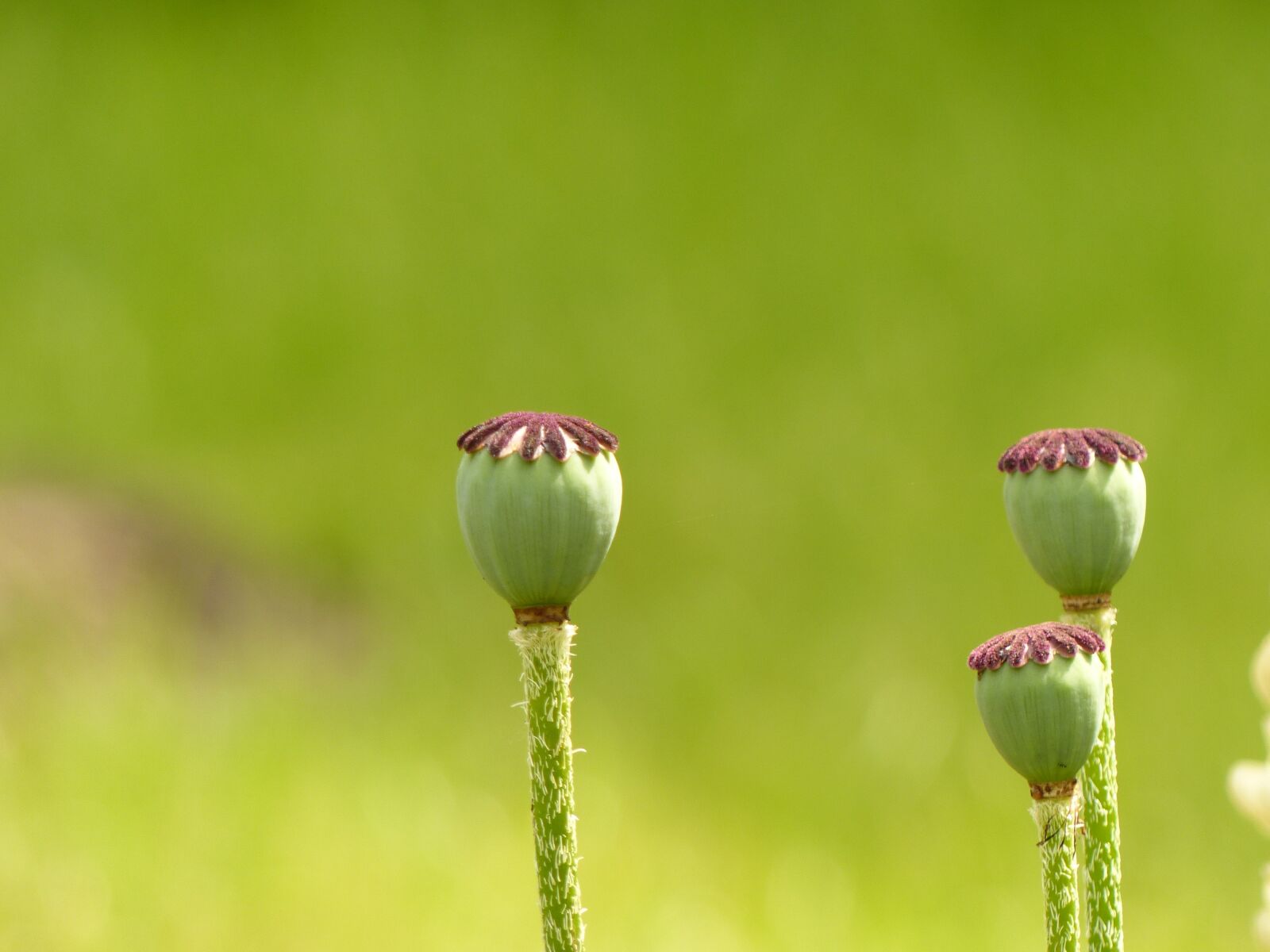 Panasonic Lumix DMC-FZ200 sample photo. Poppy, poppy capsules, flower photography