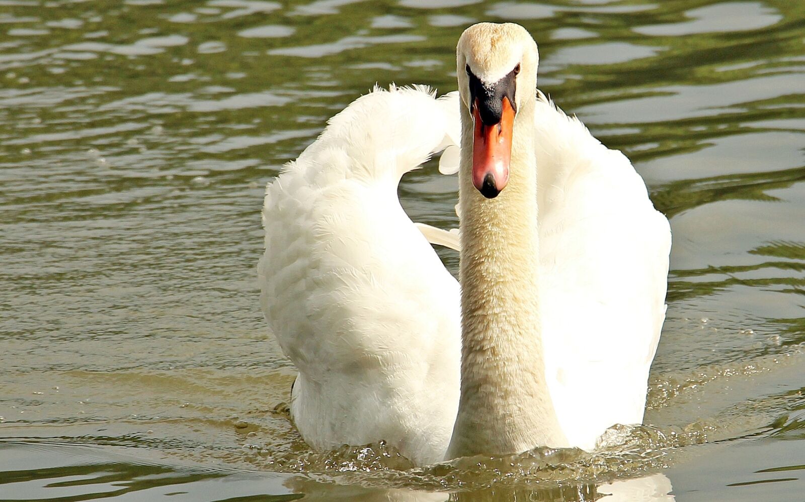Canon EOS 550D (EOS Rebel T2i / EOS Kiss X4) sample photo. Swan, pond, lake photography