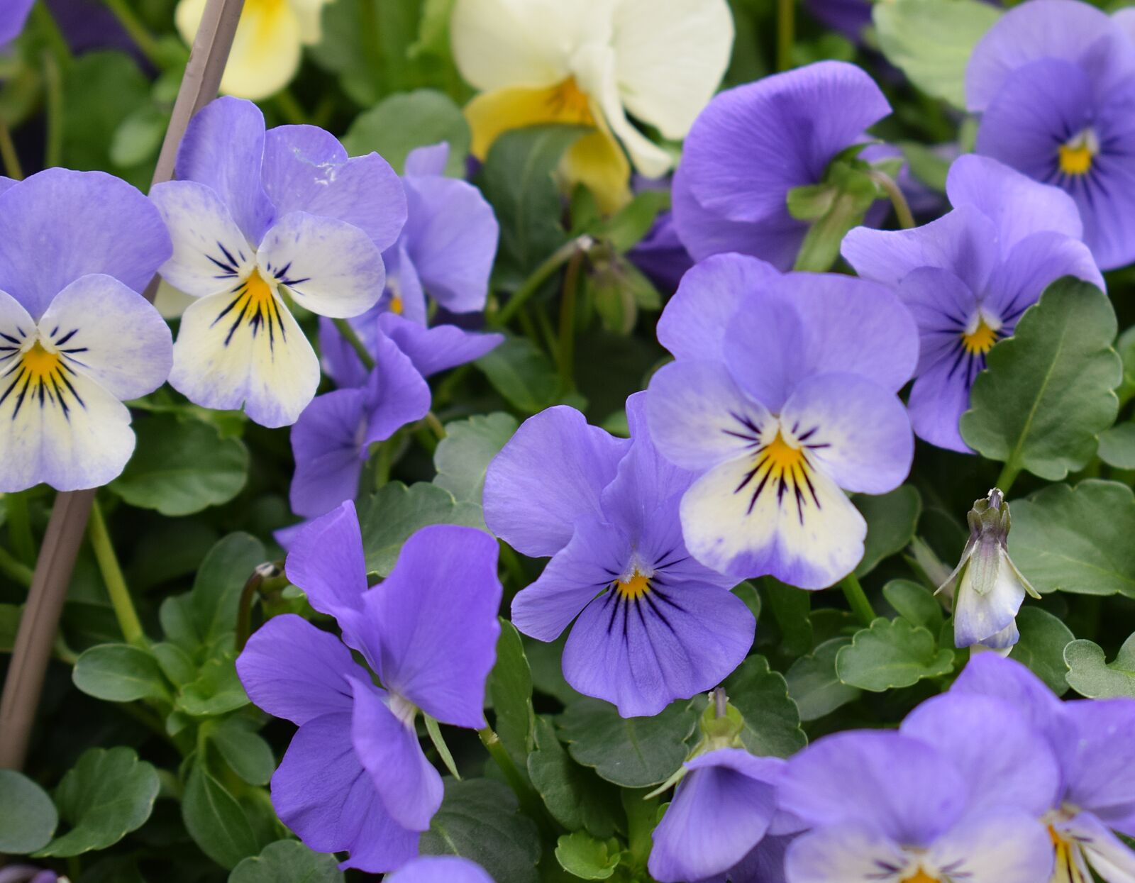 Nikon D3300 sample photo. Purple pansies, pansies, flower photography
