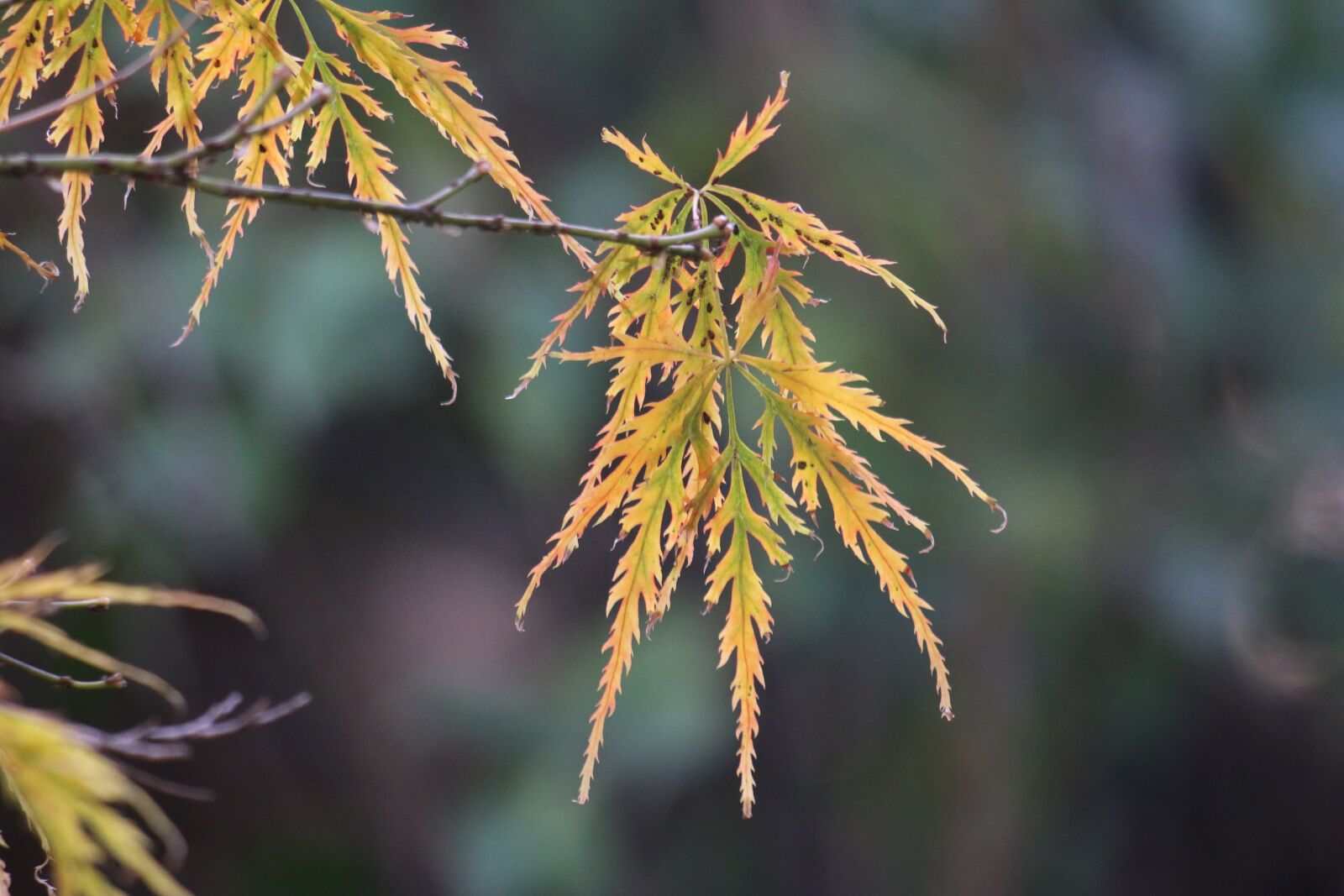 Canon EOS 70D + Canon EF 70-300 F4-5.6 IS II USM sample photo. Acer, japonica, fall photography