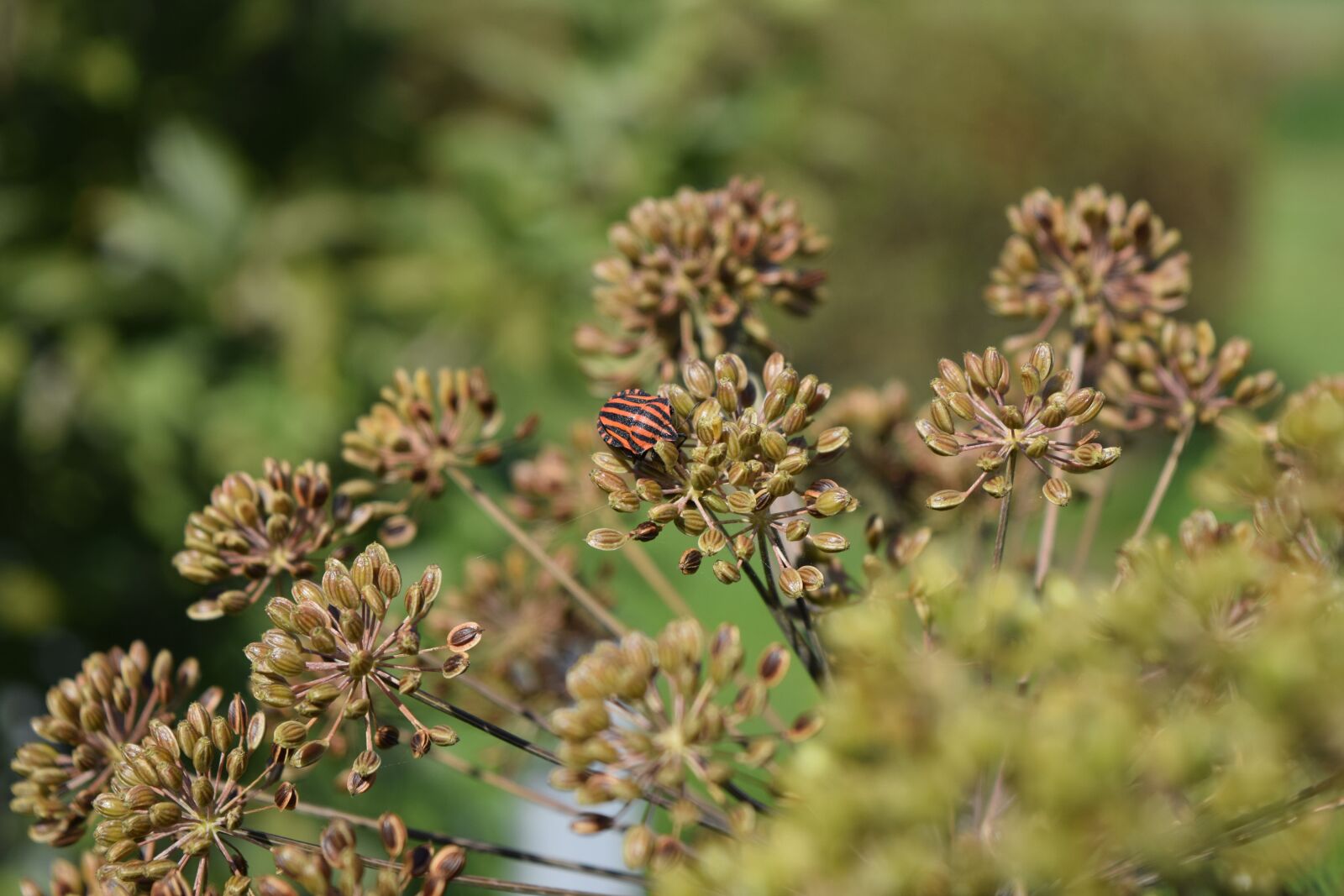 Nikon D5300 sample photo. Beetle, natural, plant photography