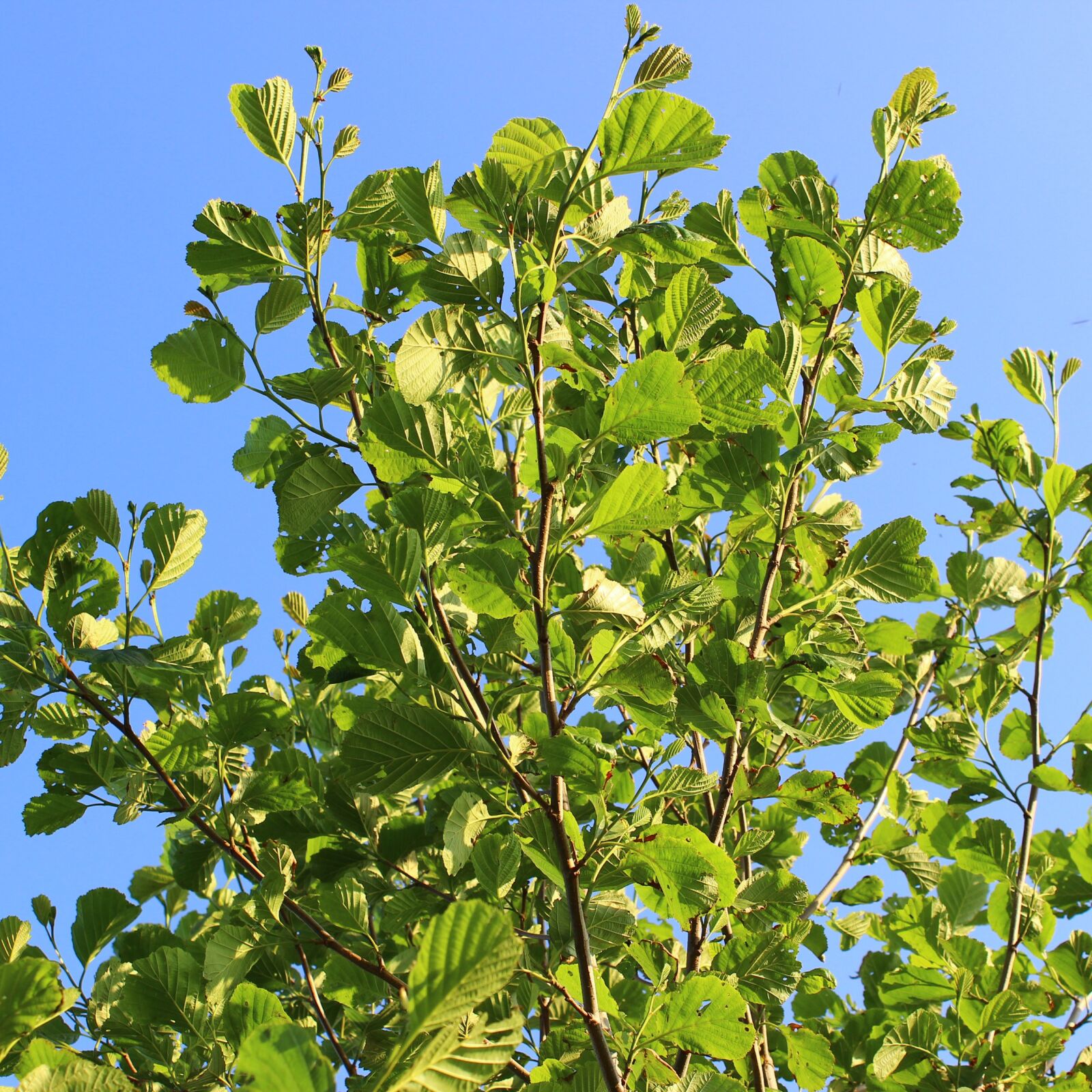 Canon EOS 600D (Rebel EOS T3i / EOS Kiss X5) sample photo. Tree, sky, green photography