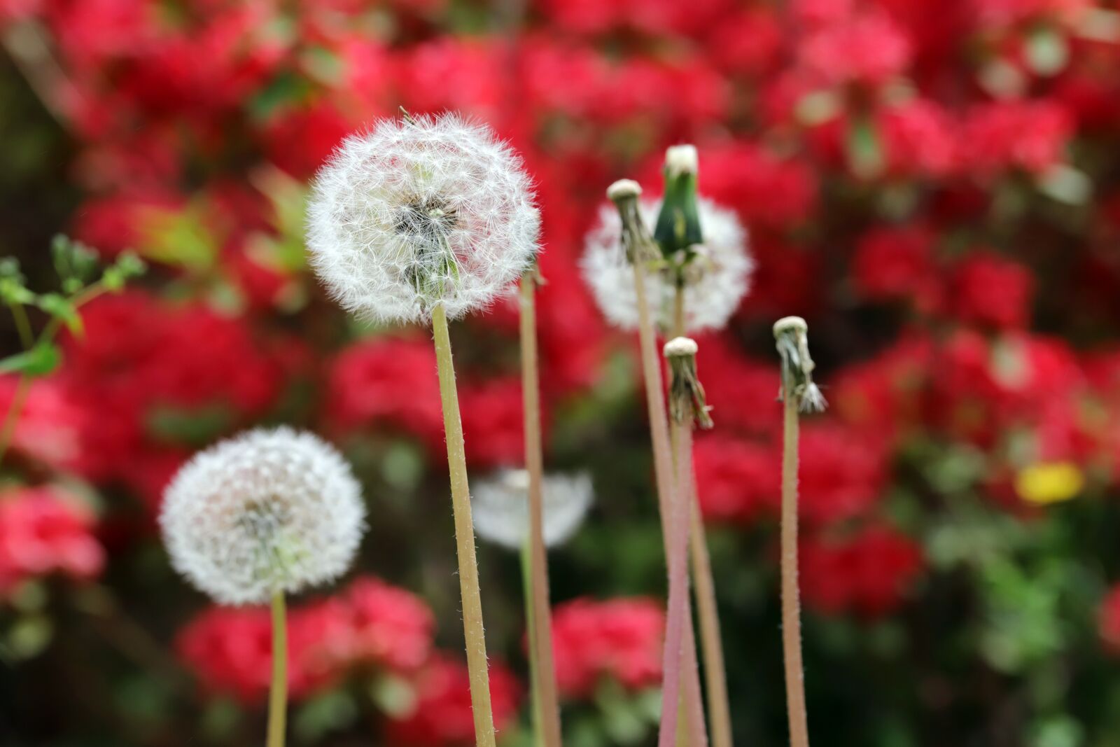 Canon EOS 6D Mark II sample photo. Dandelion, seeds, flowers photography