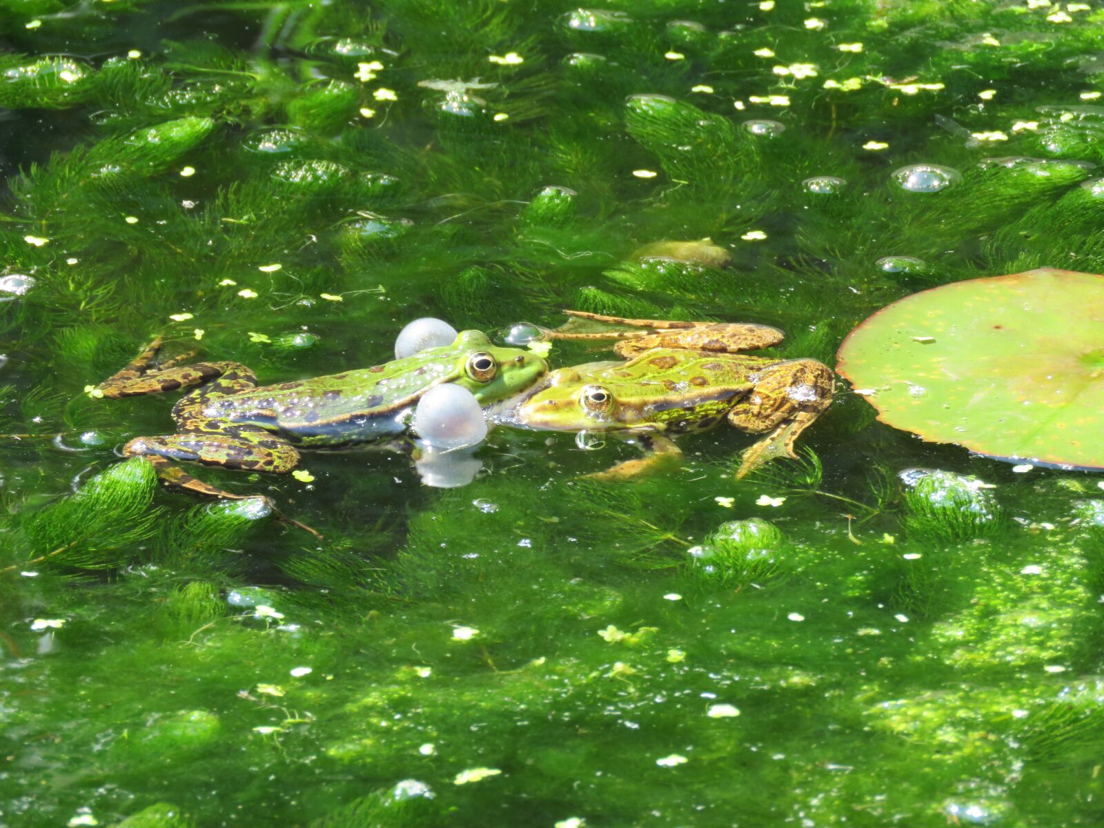 Canon PowerShot SX60 HS sample photo. Frogs, croak, frog photography