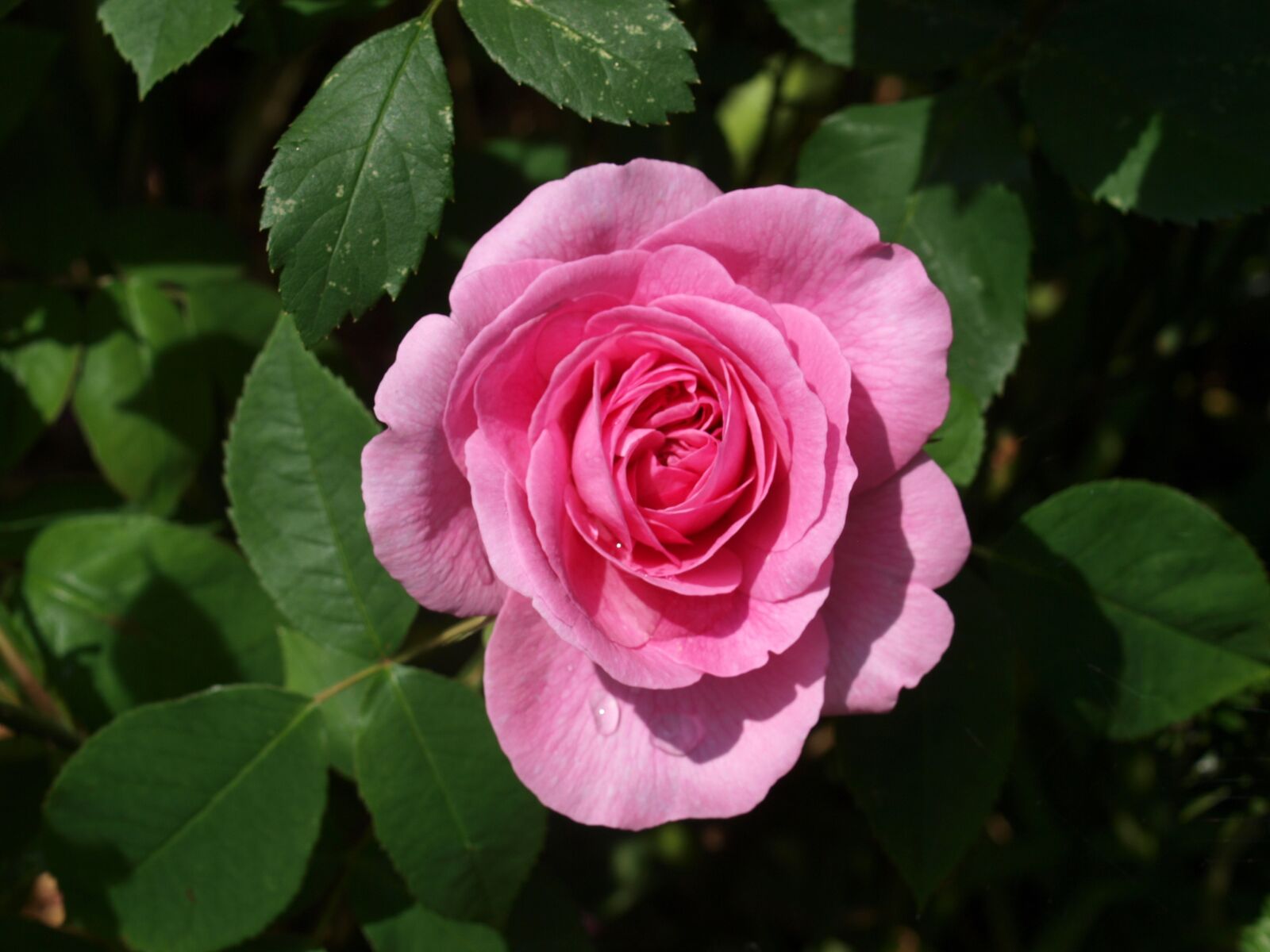 Olympus E-520 (EVOLT E-520) sample photo. Flower, rose, petal photography
