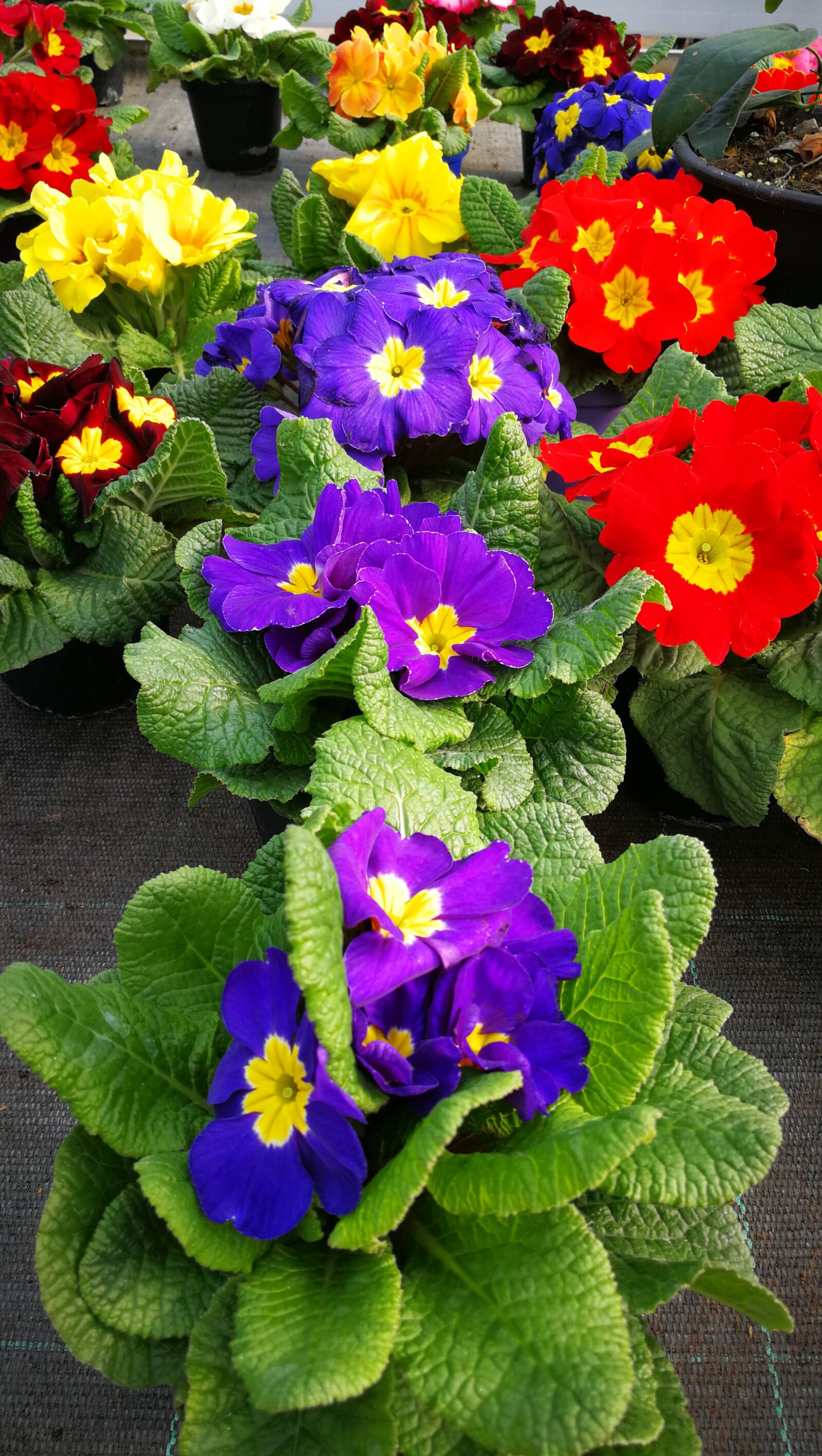 HUAWEI P10 sample photo. Colors, flowers, primroses photography