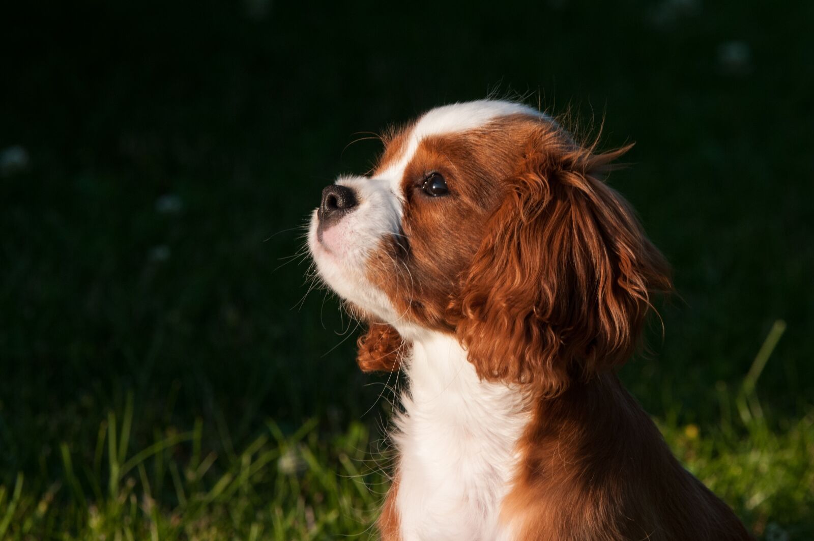 Nikon D300 sample photo. Dog, pet, small dog photography